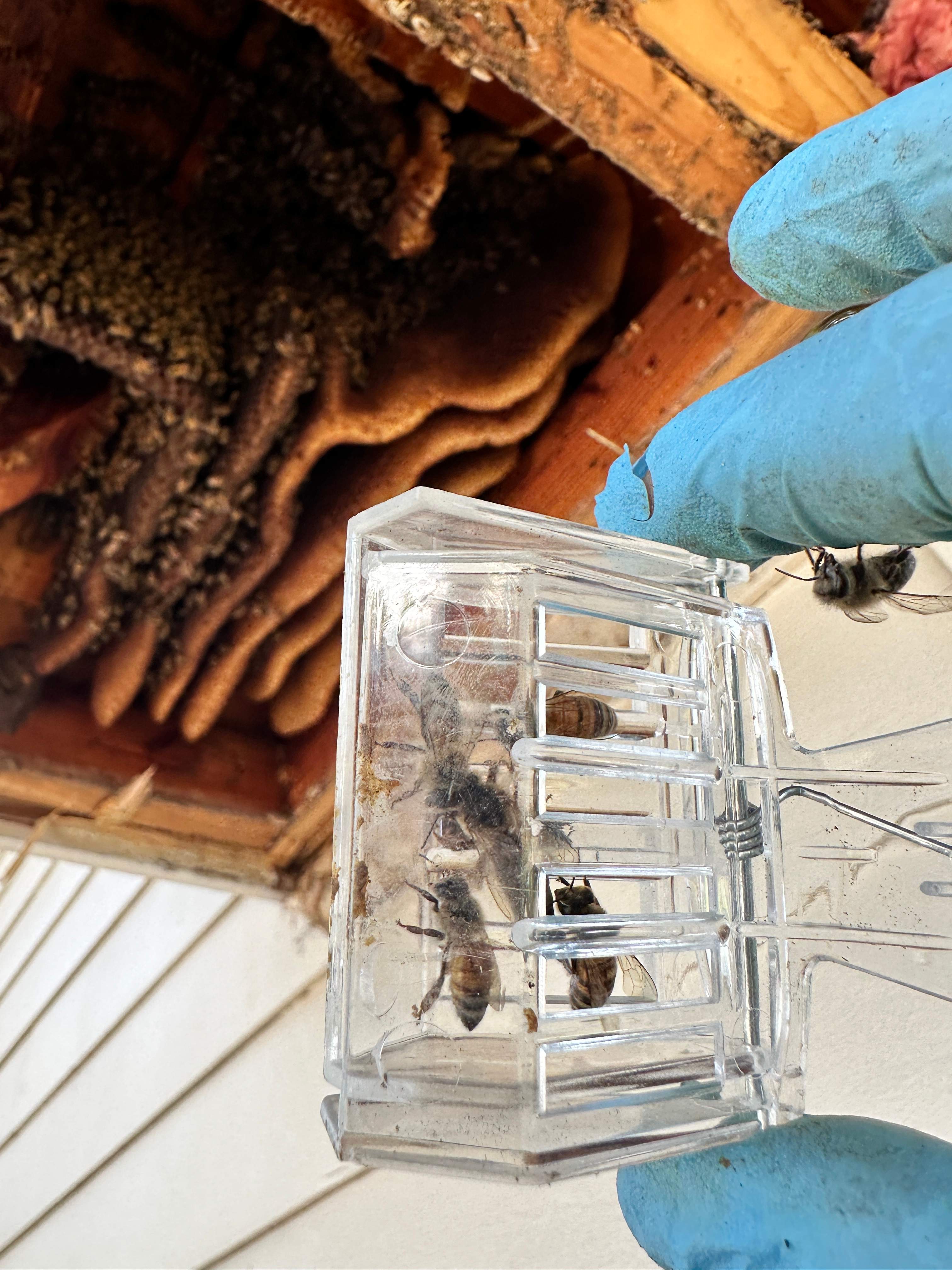 Last of 2025 by Rockwall Honey Bee Company