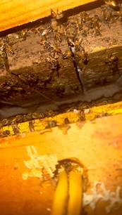 Garage by Rockwall Honey Bee Company