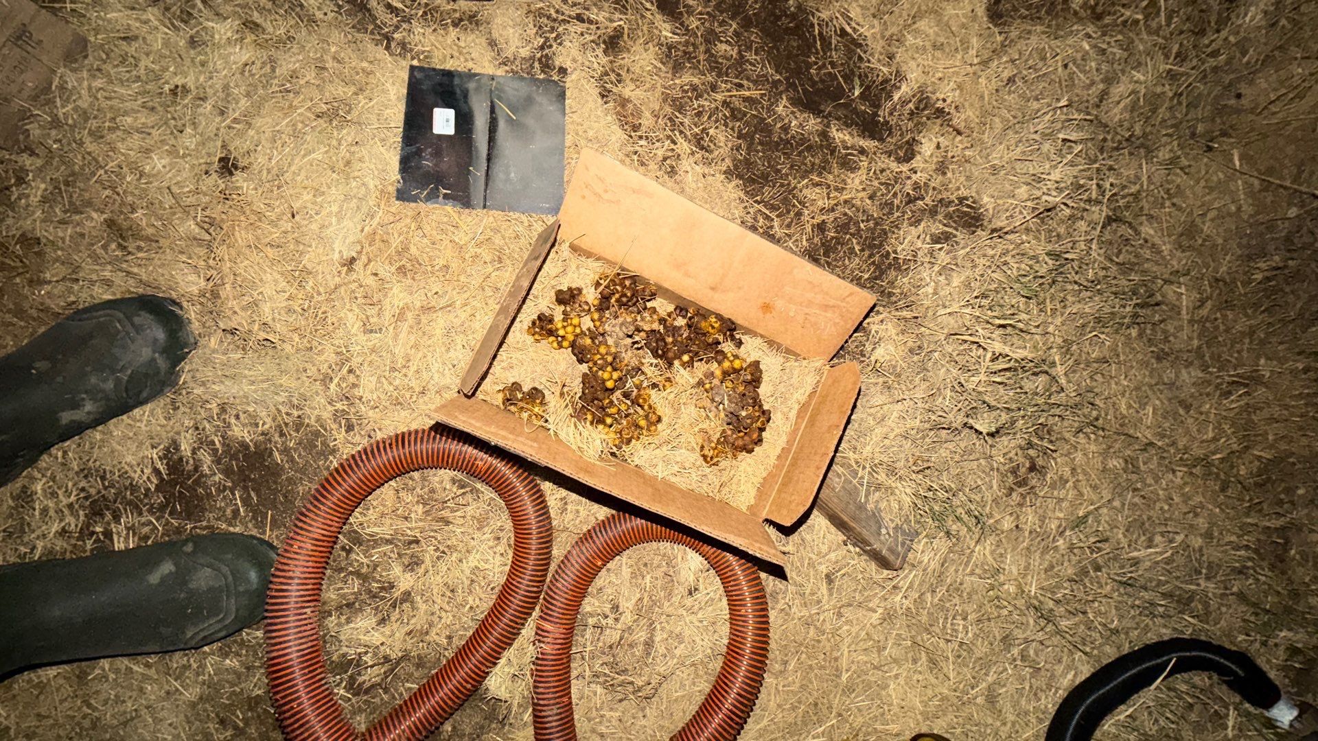Haystack Bumblebees by Rockwall Honey Bee Company