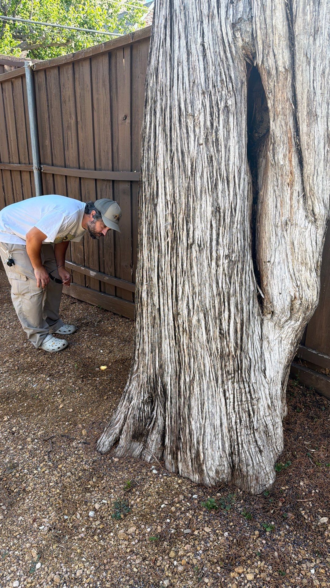 Cavern-Crack Tree Bees by Rockwall Honey Bee Company
