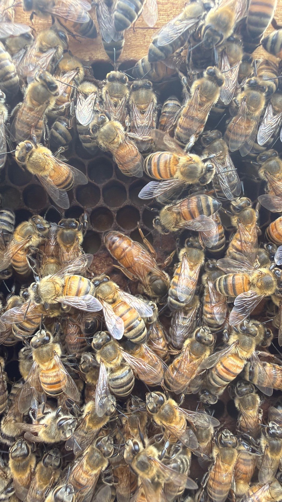 Hometown New Beek by Rockwall Honey Bee Company