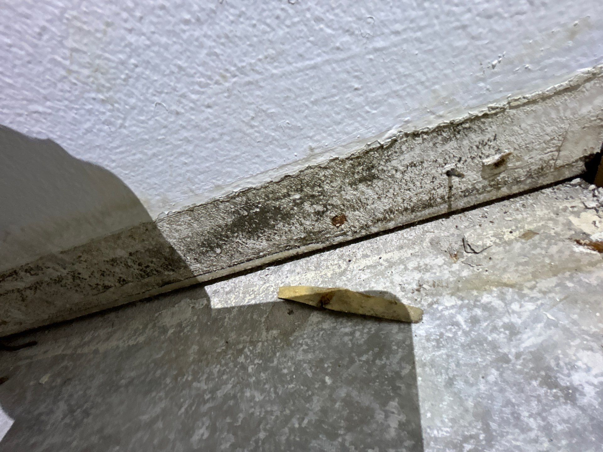 Mold Remediation In Sarasota by Ampm Restoration Services