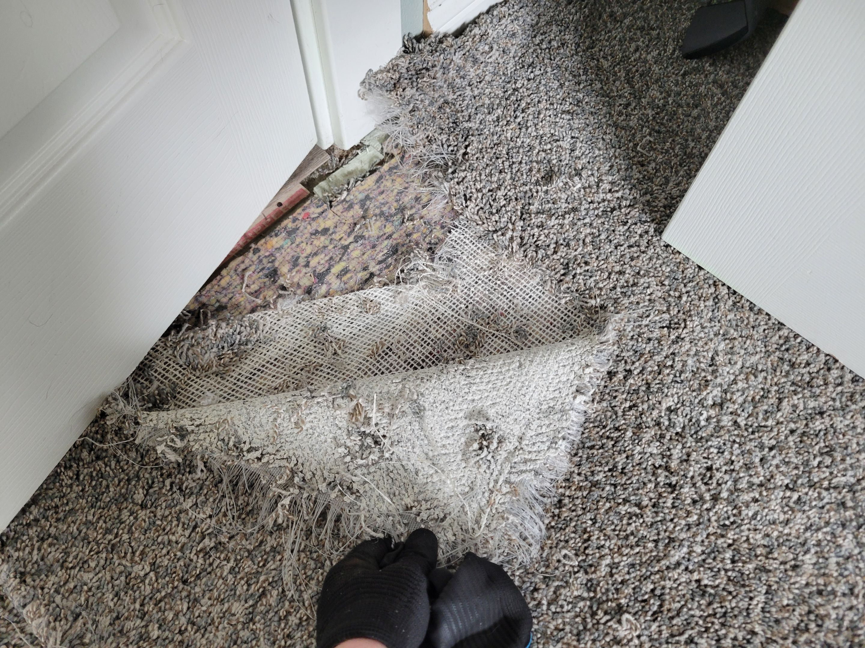 Carpet Repair, Dog Damage in West Sac by Ardent Carpet Restore LLC