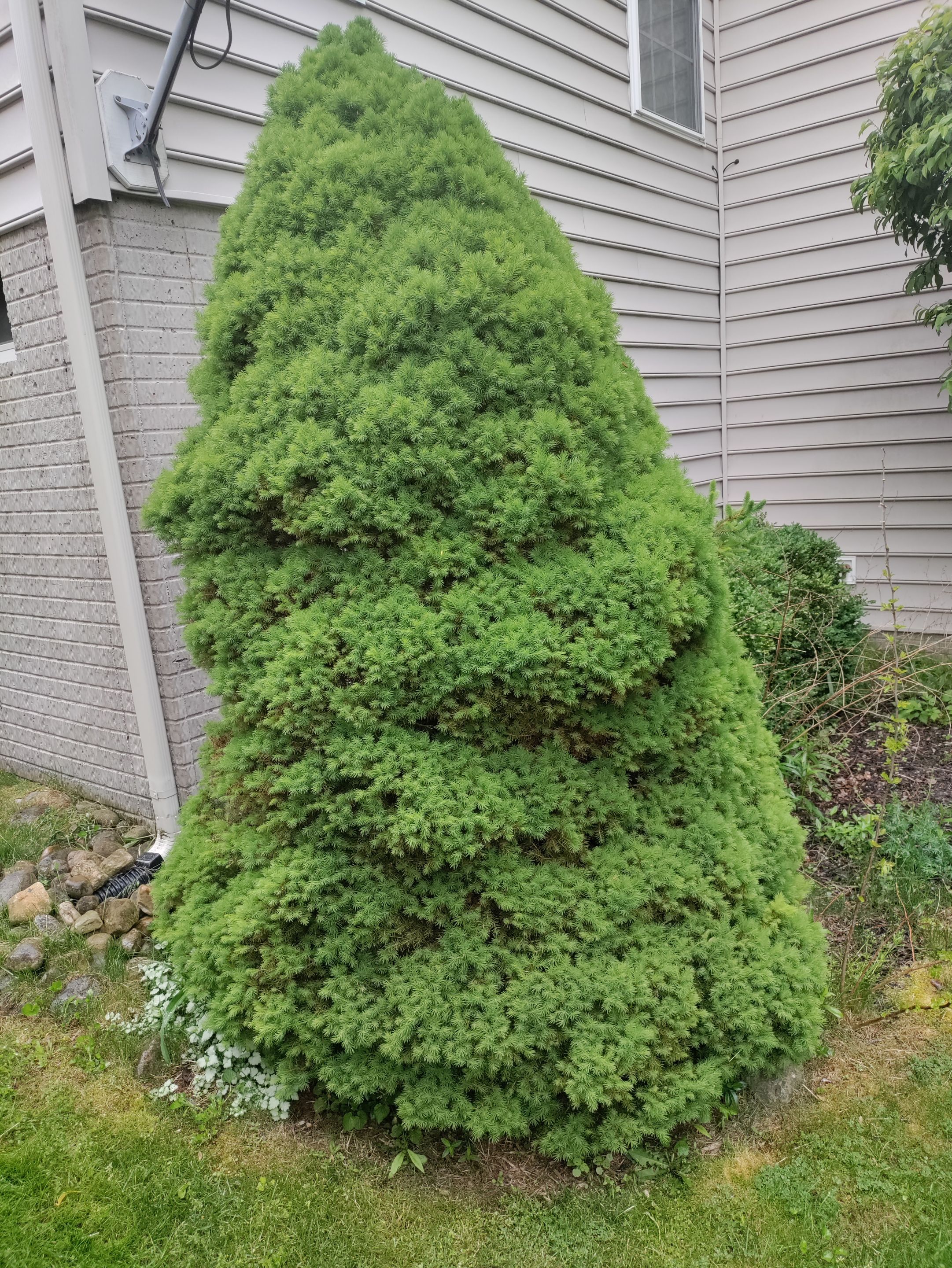 Tree Removal using Tree Removal by Mike Jones & Sons Tree Service LLC 