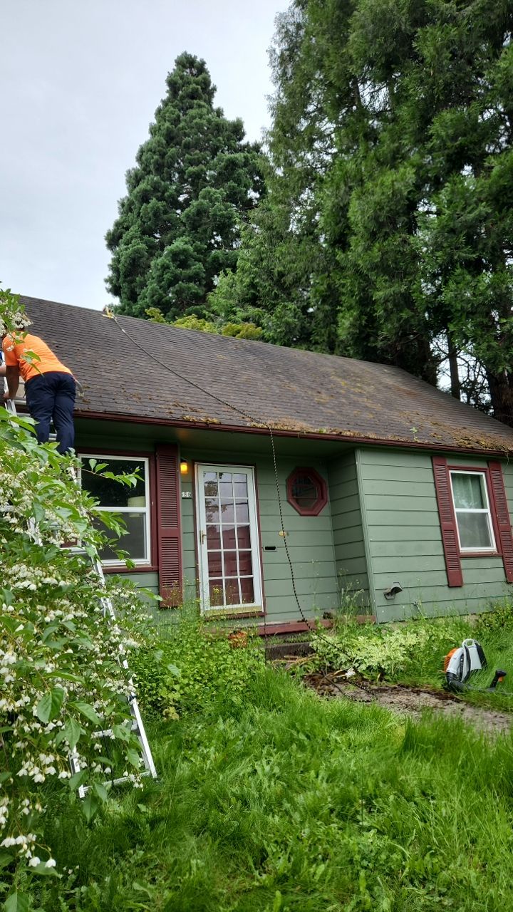 Moss Treatment using Biocide by Willamette Outdoor Wash LLC