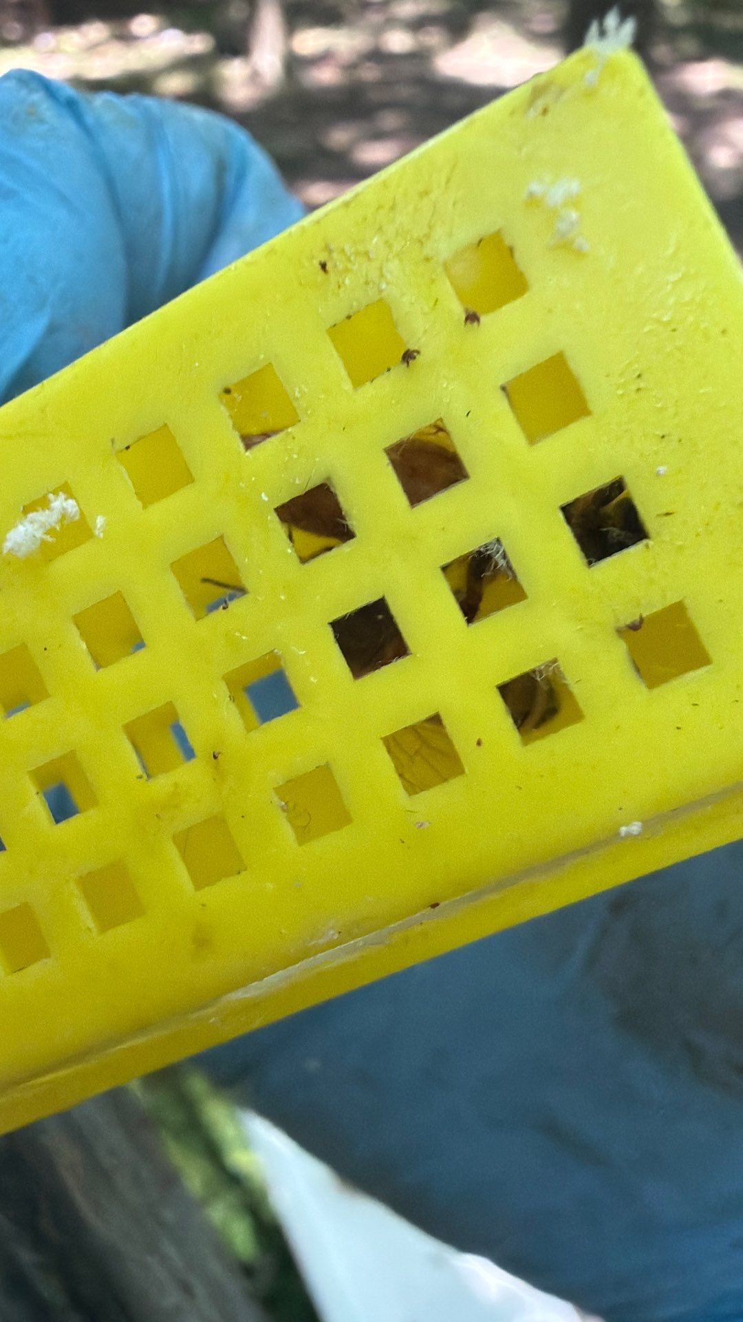 Bee Auth-ority by Rockwall Honey Bee Company