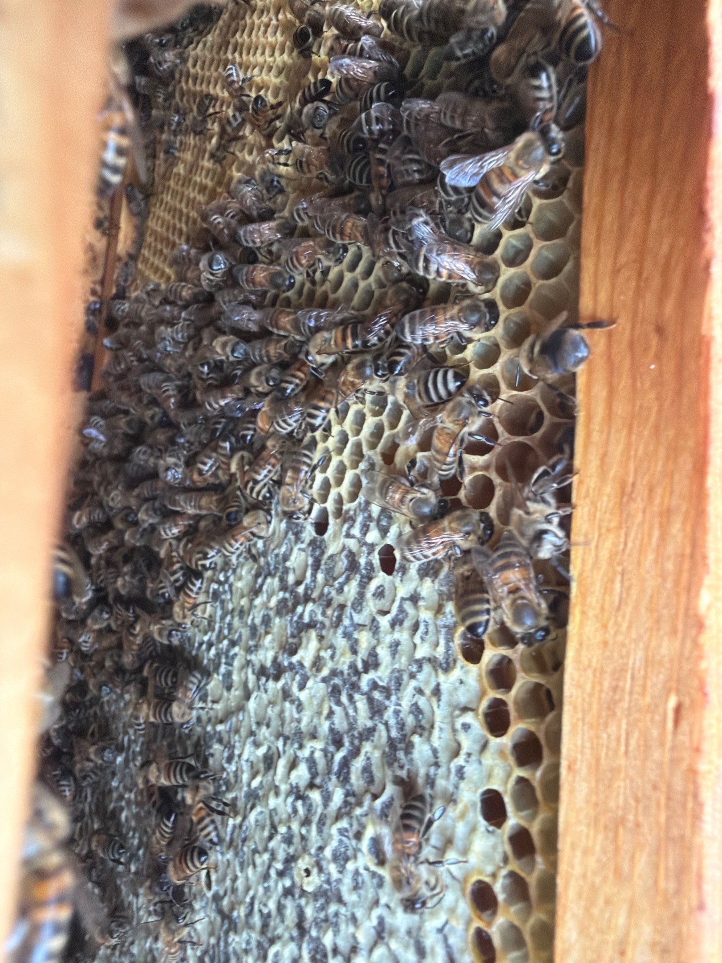 A Corp. HQ by Rockwall Honey Bee Company