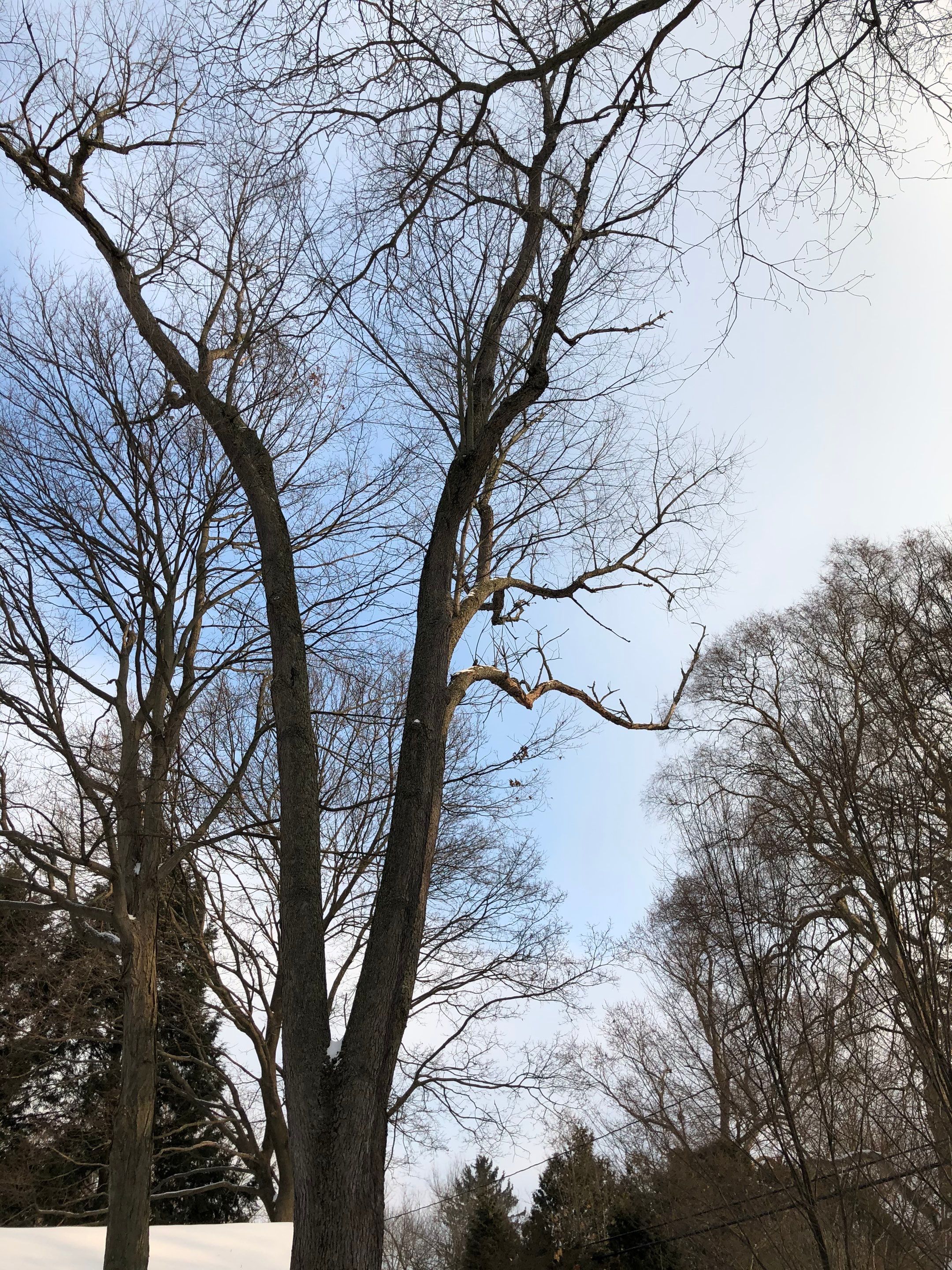 Firewood Delivery  using Seasoned Firewood by Mike Jones & Sons Tree Service LLC 