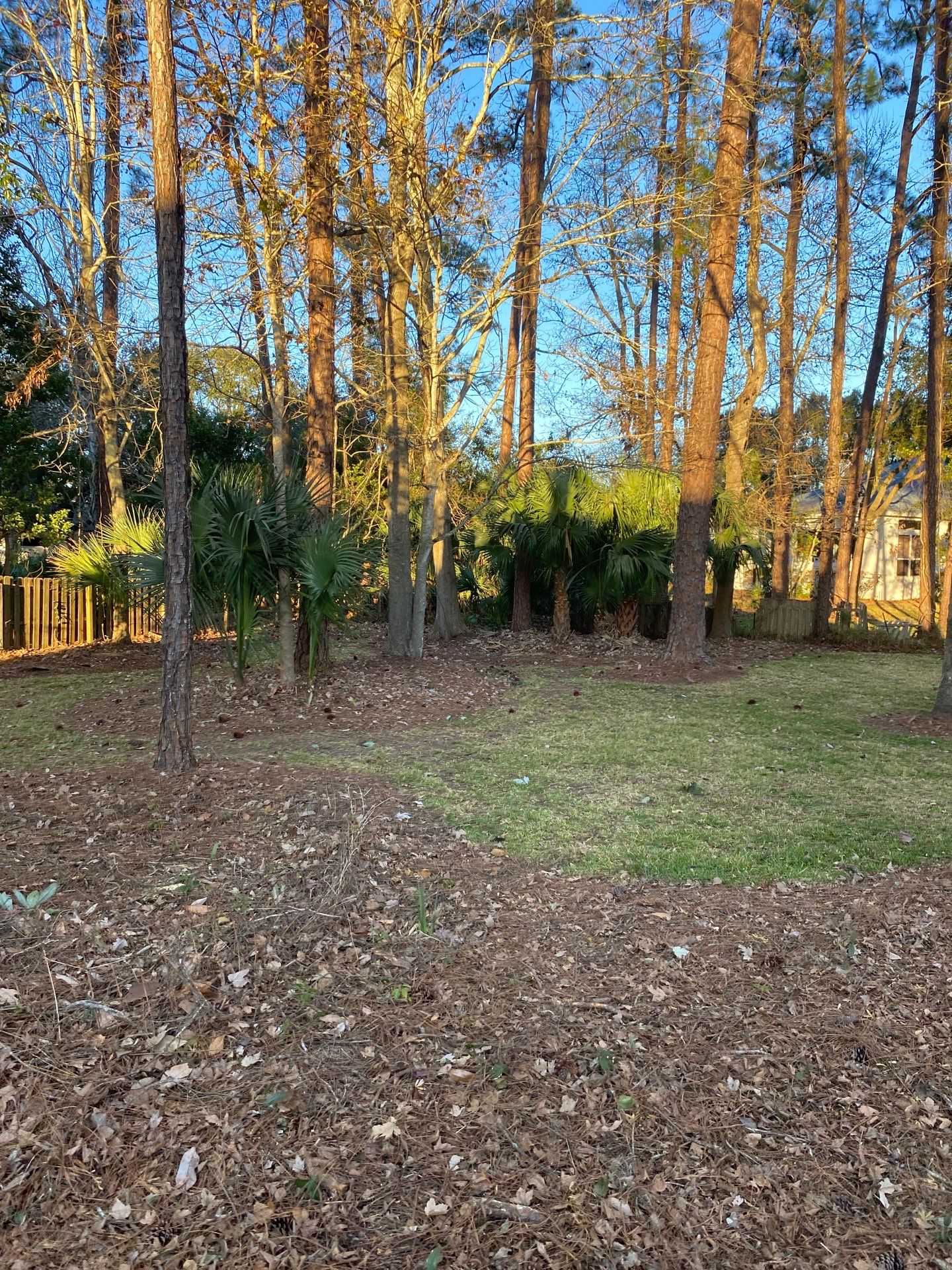 Deerwood Resident | Tree Removal & Clean-Up by ProGreen Services