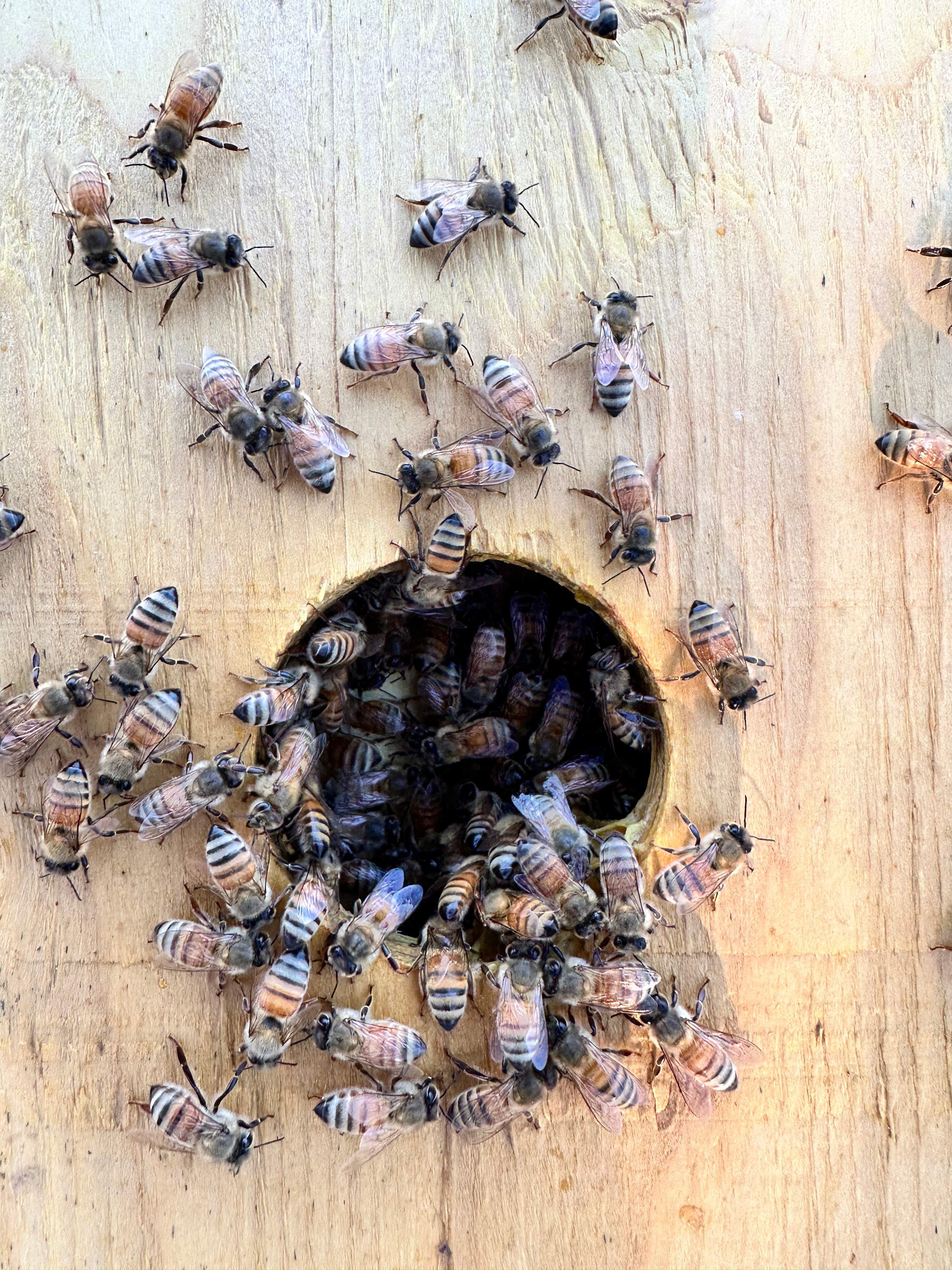 Honey-Maker Apiary in Greenville by Rockwall Honey Bee Company