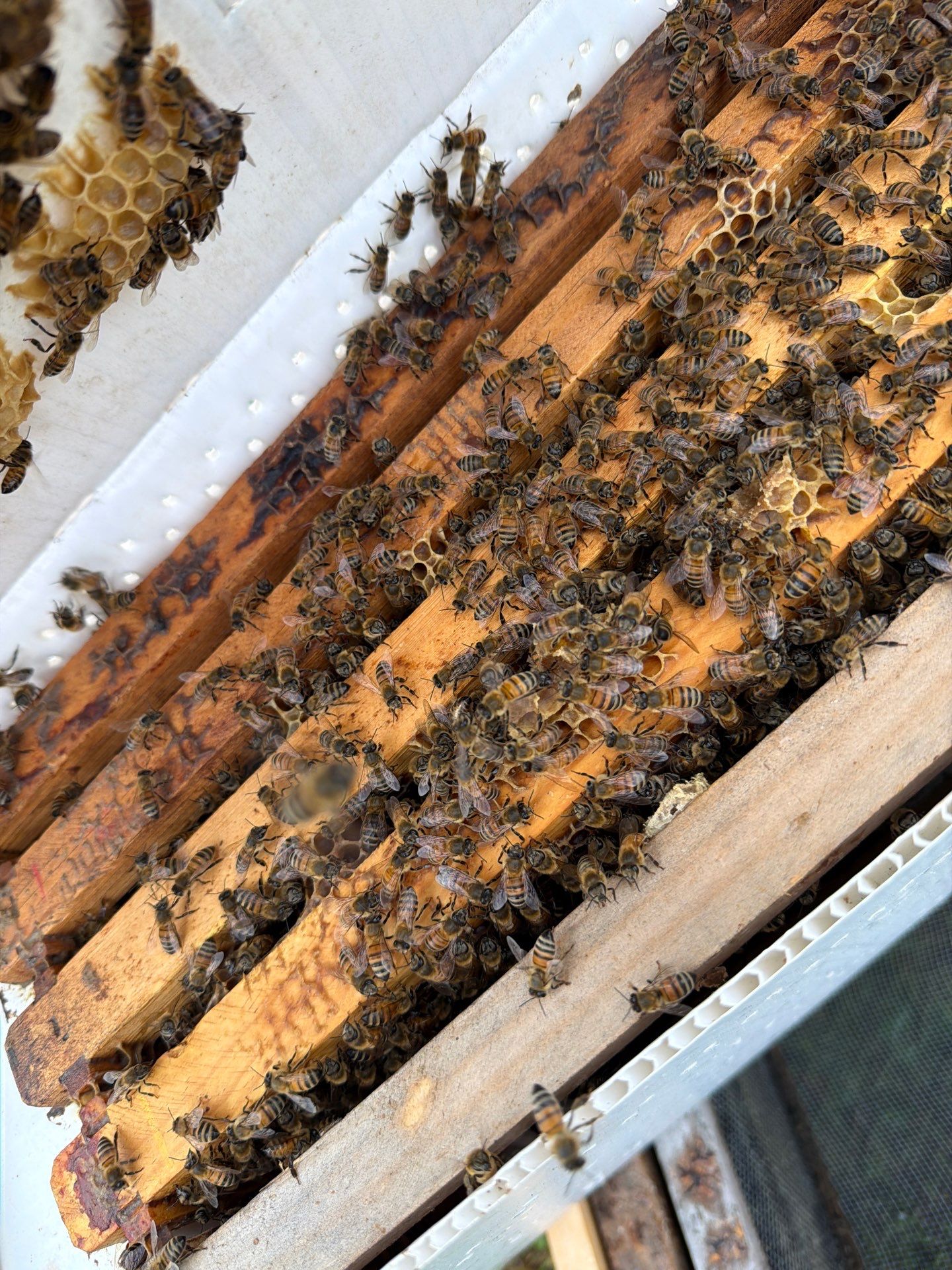 Poolside Bees at Apartment Complex by Rockwall Honey Bee Company
