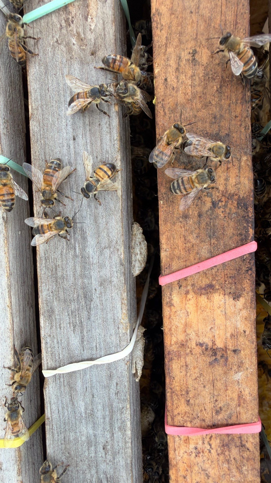 Project in Waxahachie, TX by Rockwall Honey Bee Company