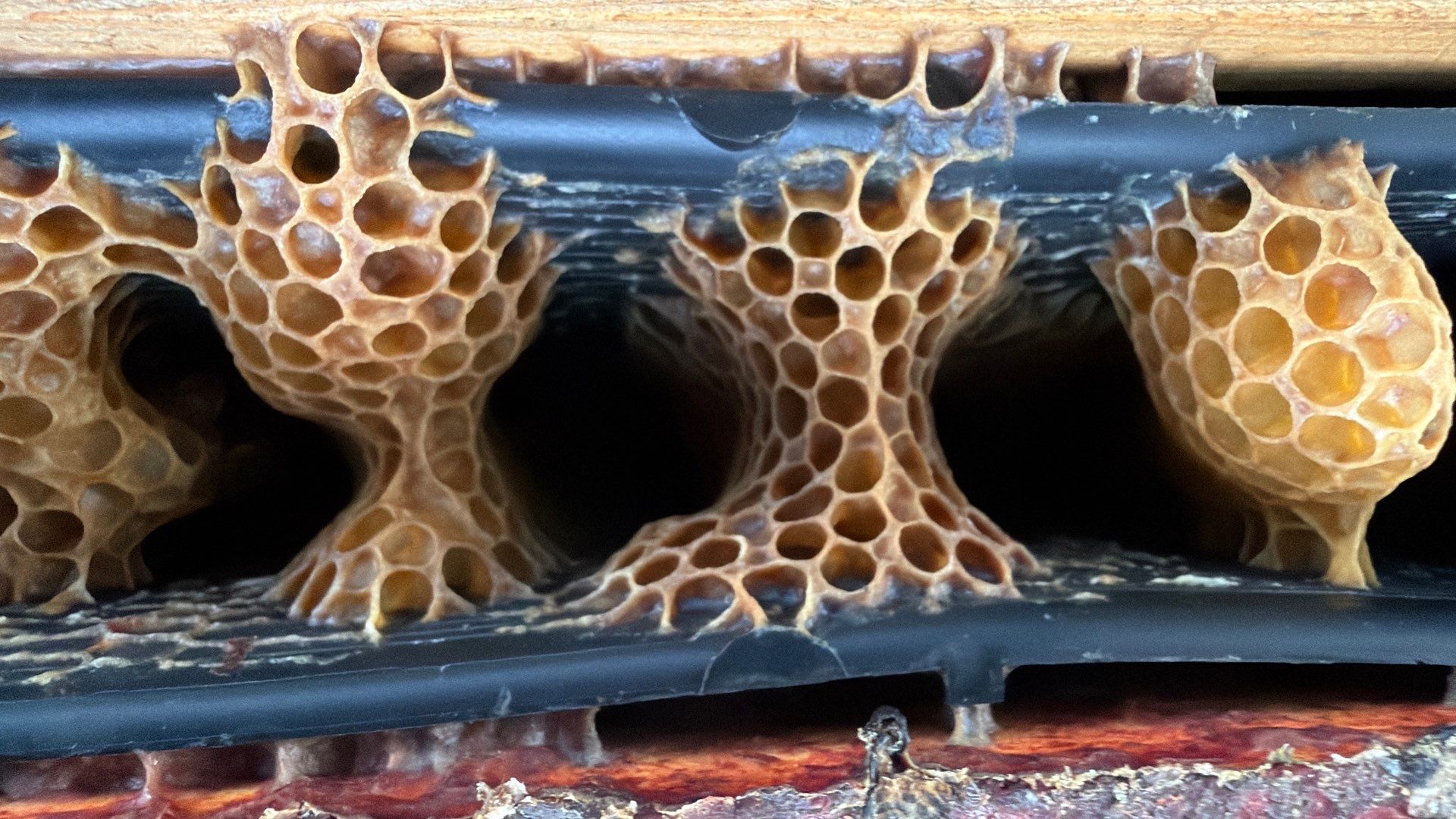 Flood Culvert Bees by Rockwall Honey Bee Company