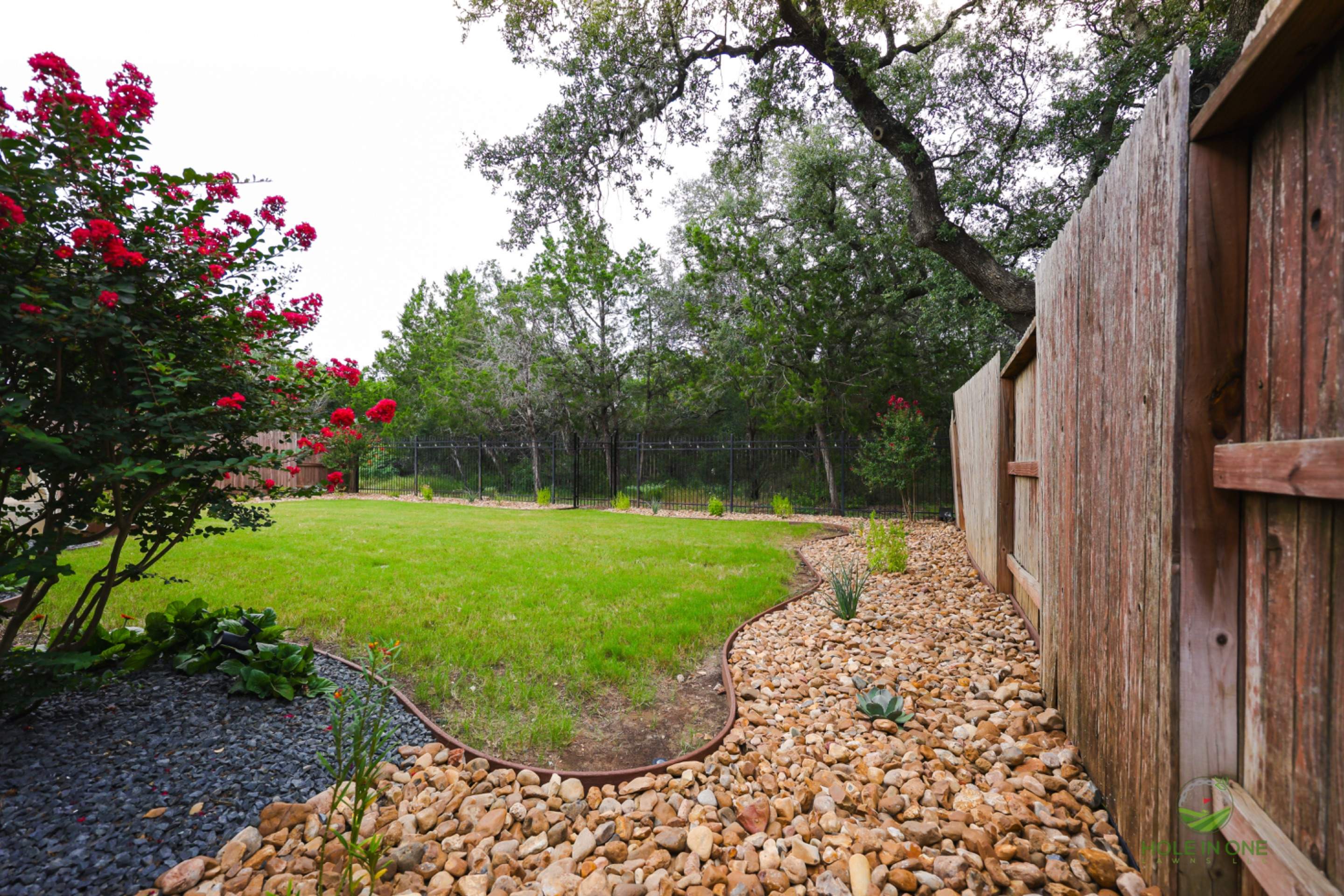 Wortham Oak, San Antonio Tx. by Hole In One Lawns, LLC