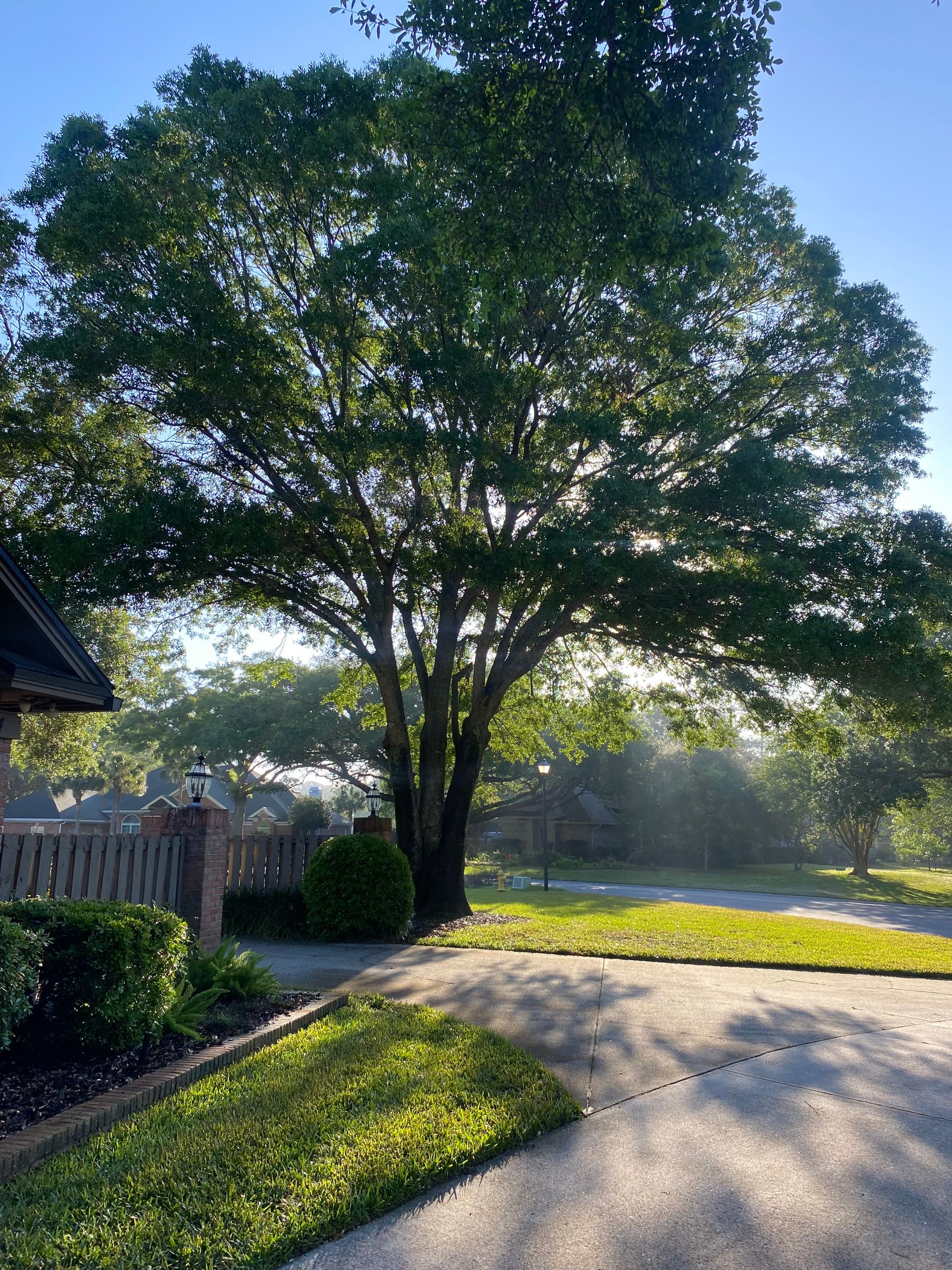 Deerwood Resident | Tree Trimming and Sod Installation) by ProGreen Services