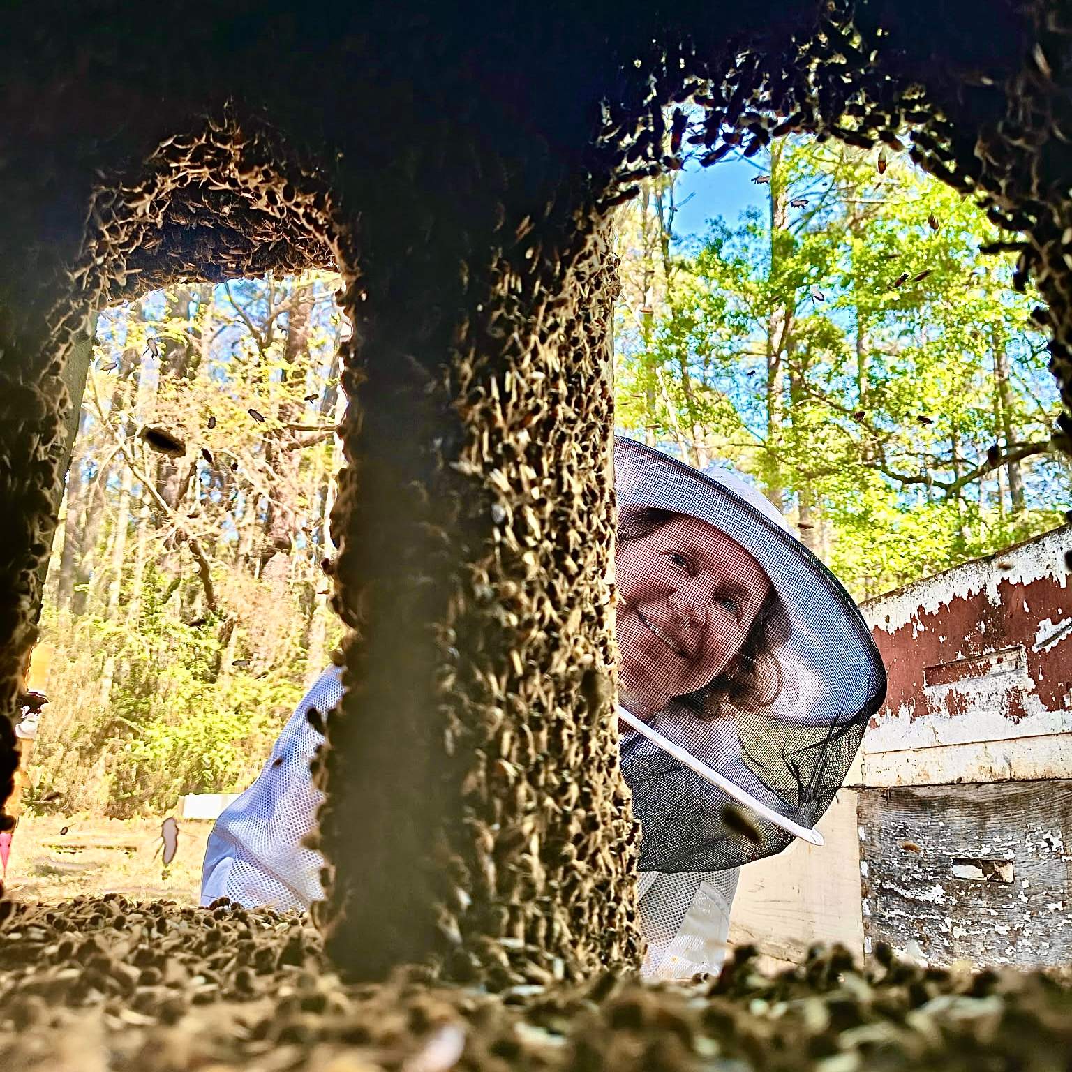 Tree Farm Apiary by Rockwall Honey Bee Company