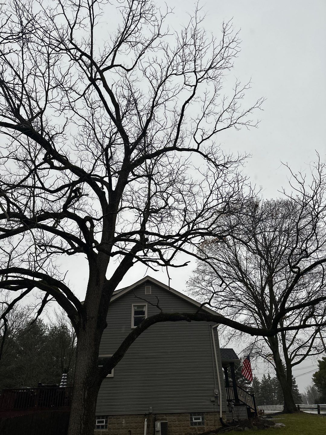 Tree Trimming using Tree Pruing by Mike Jones & Sons Tree Service LLC 