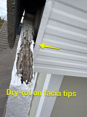 Moss Removal