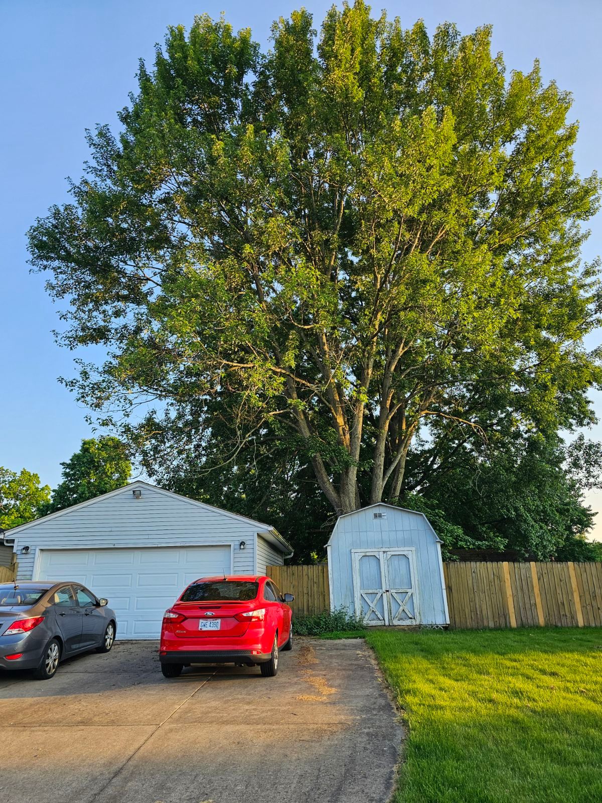 Tree Trimming using Tree Pruing by Mike Jones & Sons Tree Service LLC 