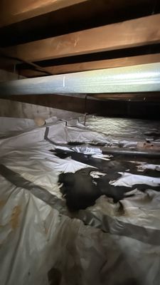Sewage Backup