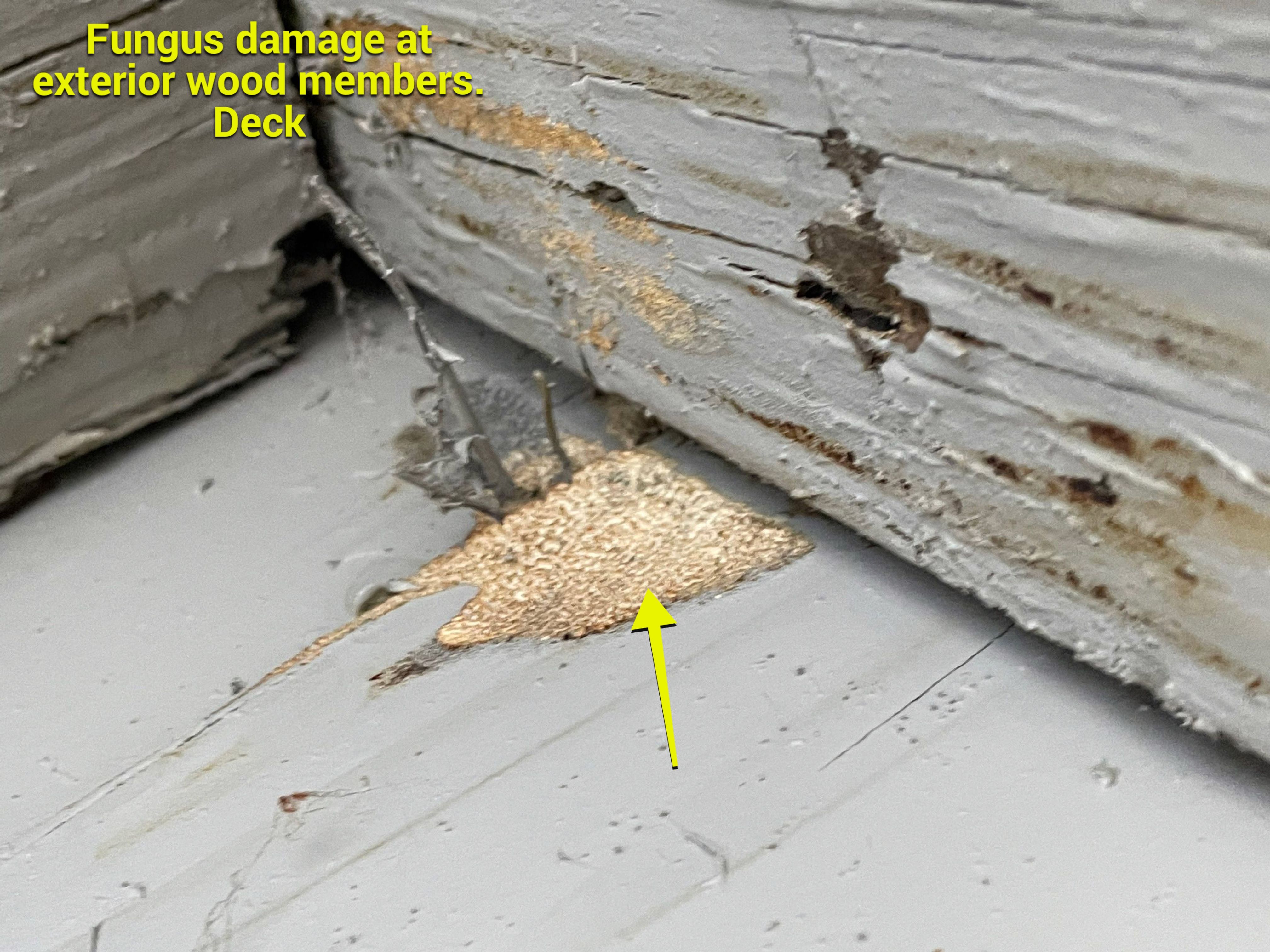 Wood Destroying Organisms Report by GLOBAL Termite Solutions