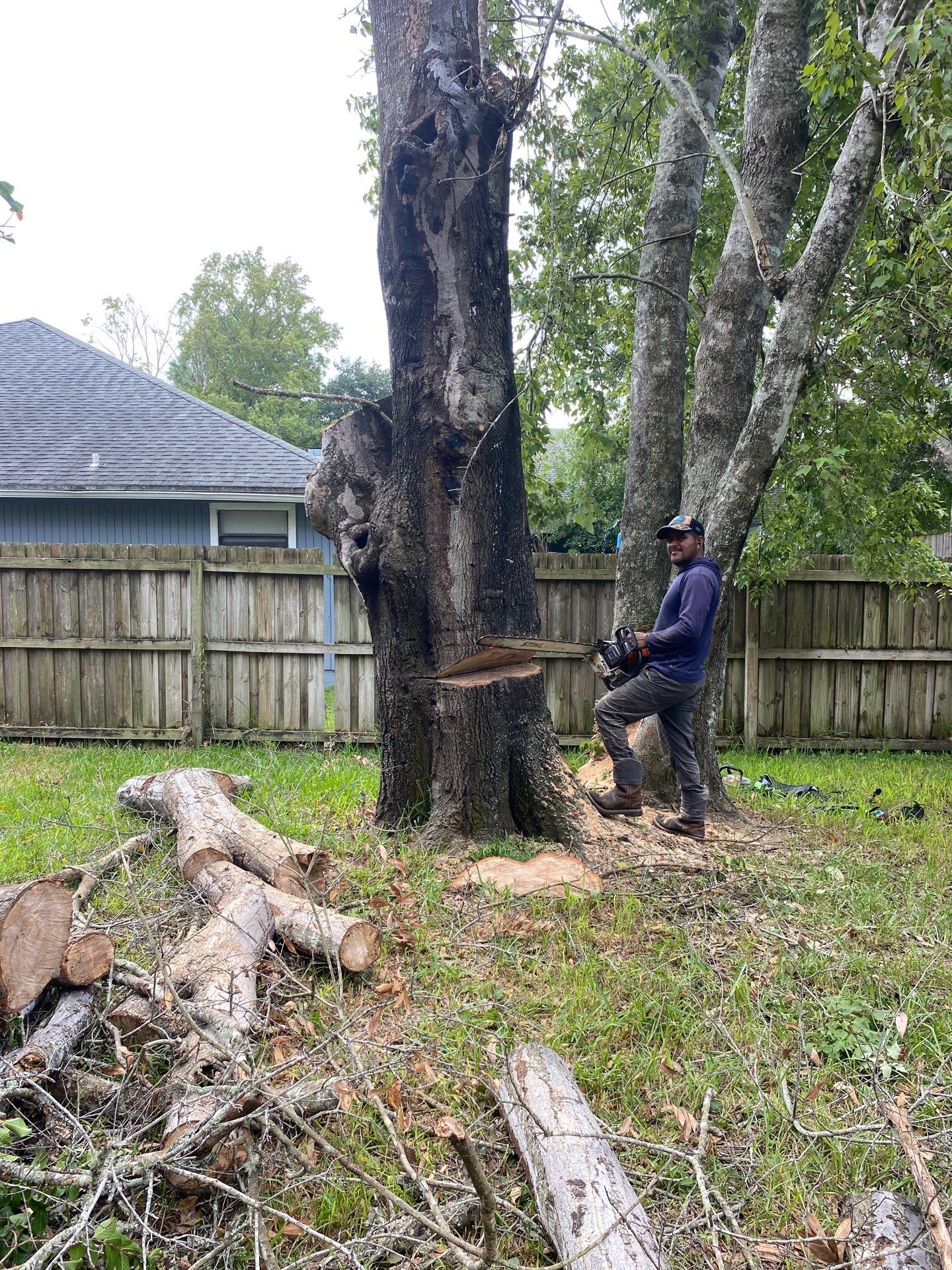 Tree Removal | Residential by ProGreen Services