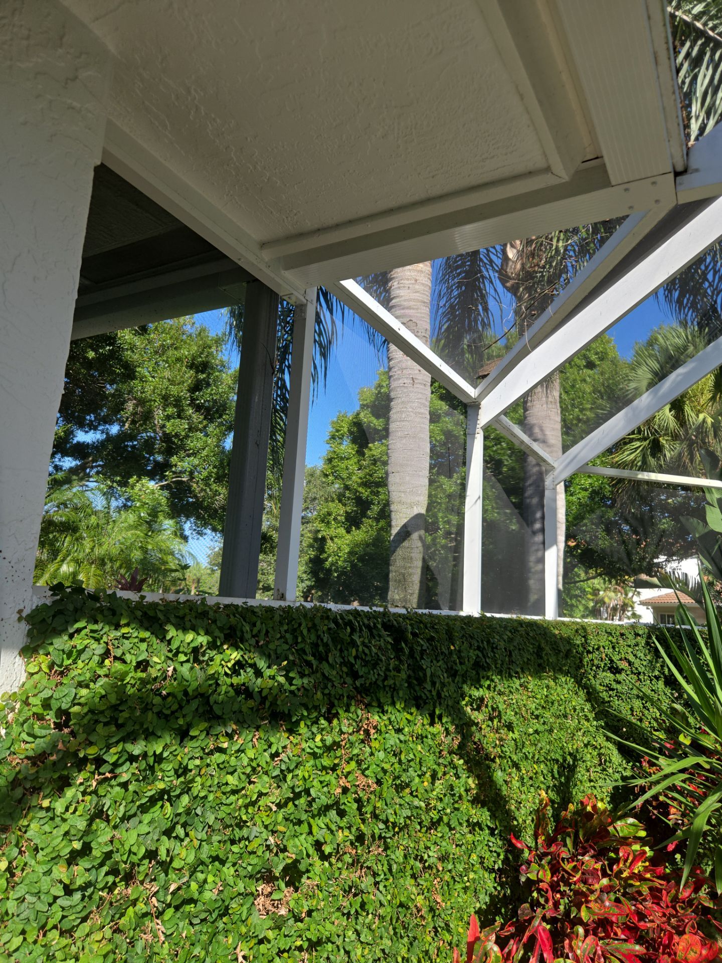 Palm Cove Perfection – Where Every Frond Tells a Story by Alpha Zeta Enterprises Inc