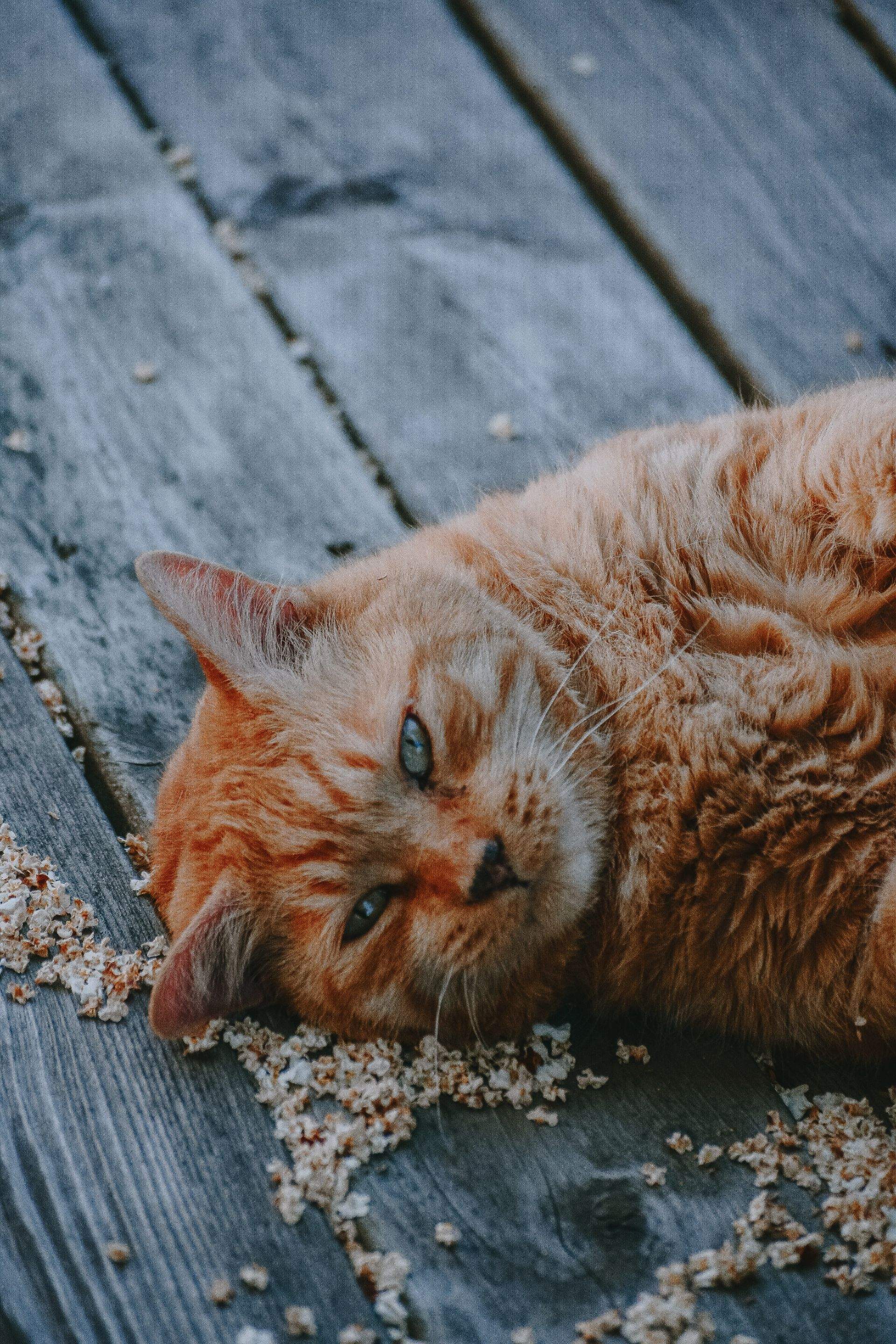 Kittens! by CompanyCam