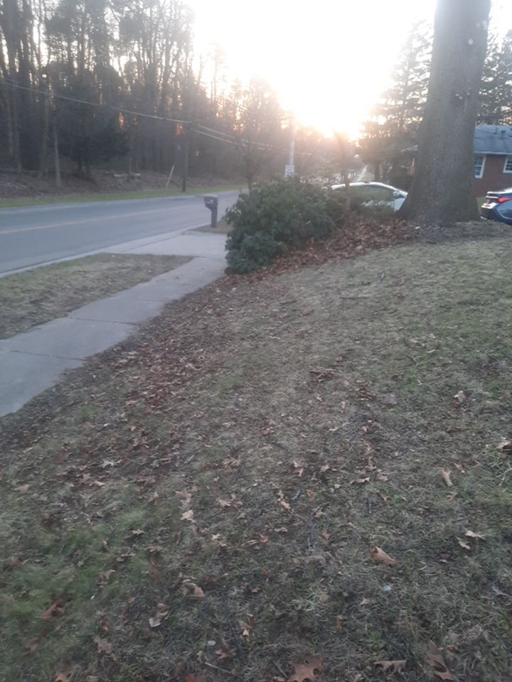 Tree Trimming using Tree Pruing by Mike Jones & Sons Tree Service LLC 