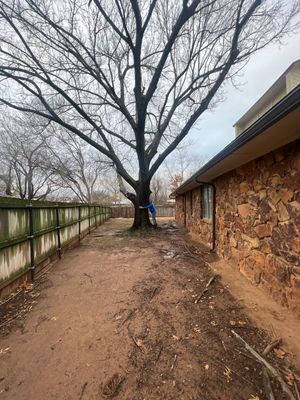 Large Oak Removal