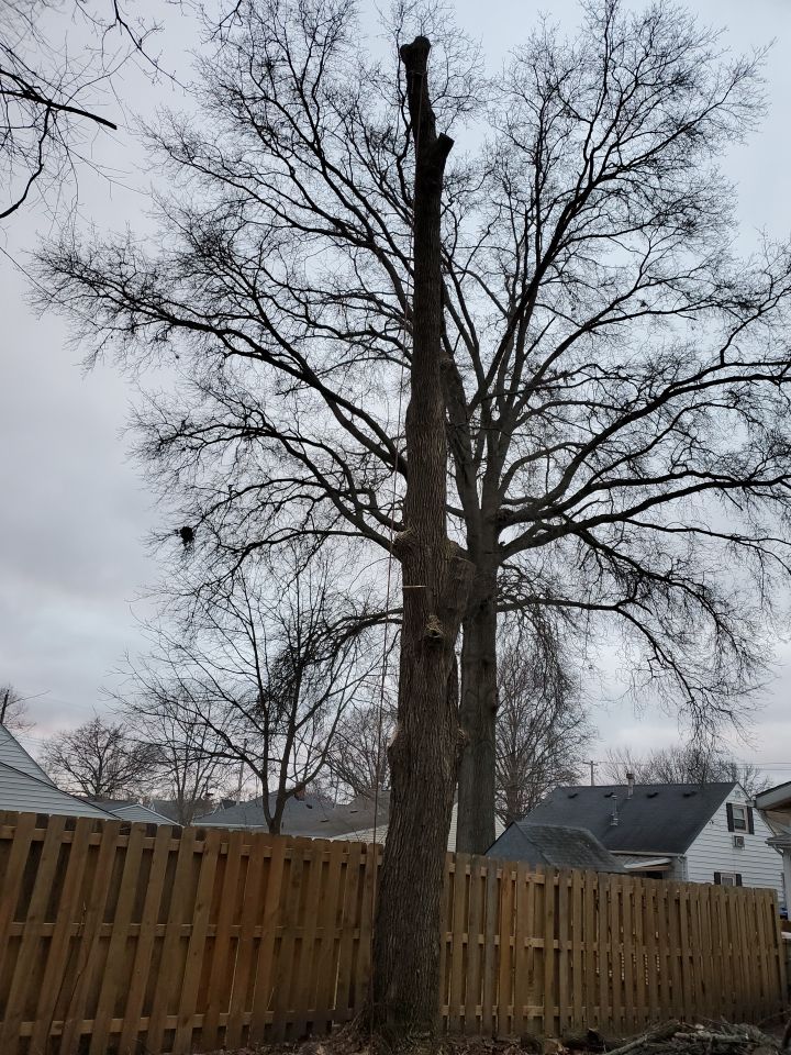 Tree Removal using Tree Removal by Mike Jones & Sons Tree Service LLC 