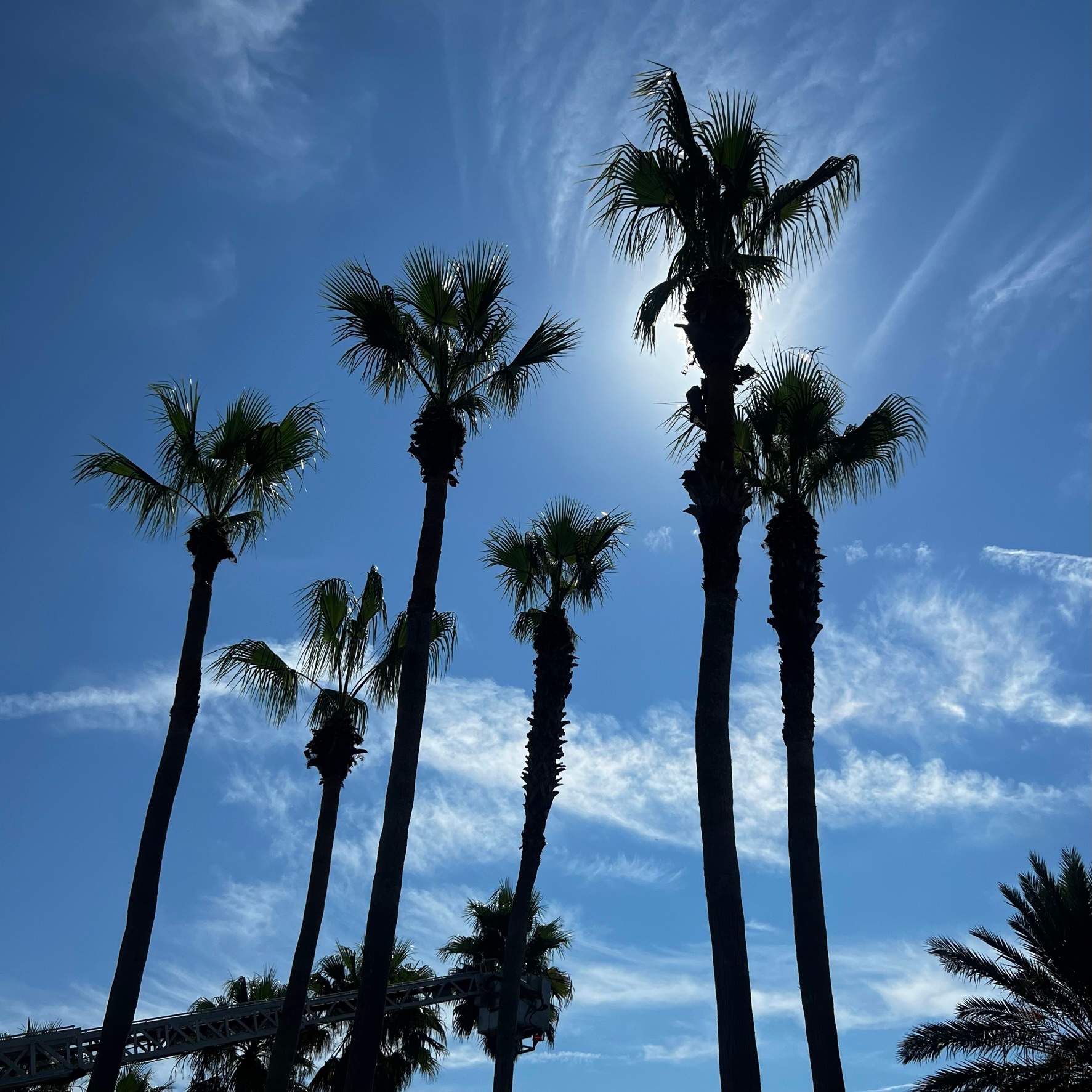 Palm Tree Trimming | IL Villagio Condominiums by ProGreen Services
