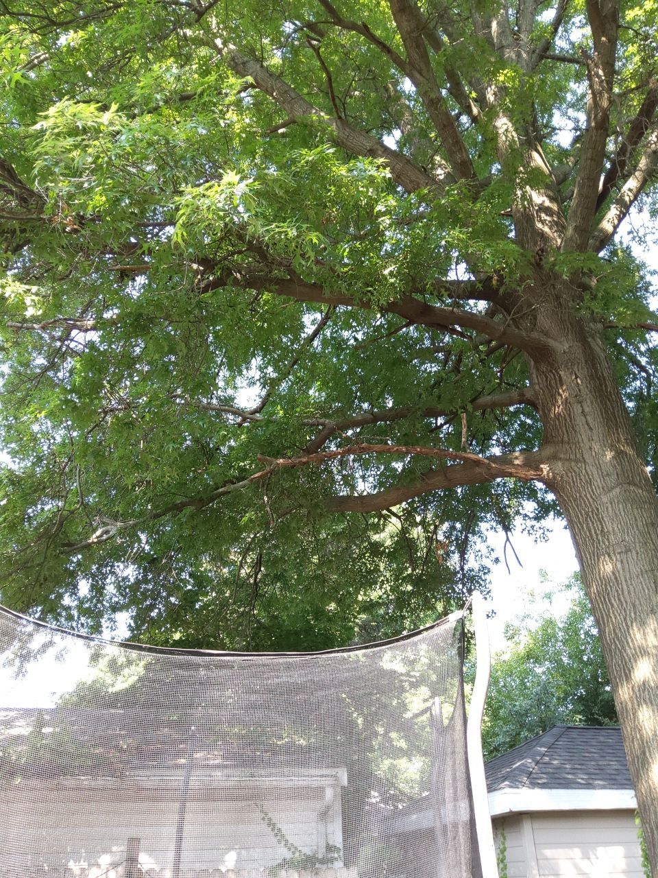 Tree Trimming using Tree Pruing by Mike Jones & Sons Tree Service LLC 