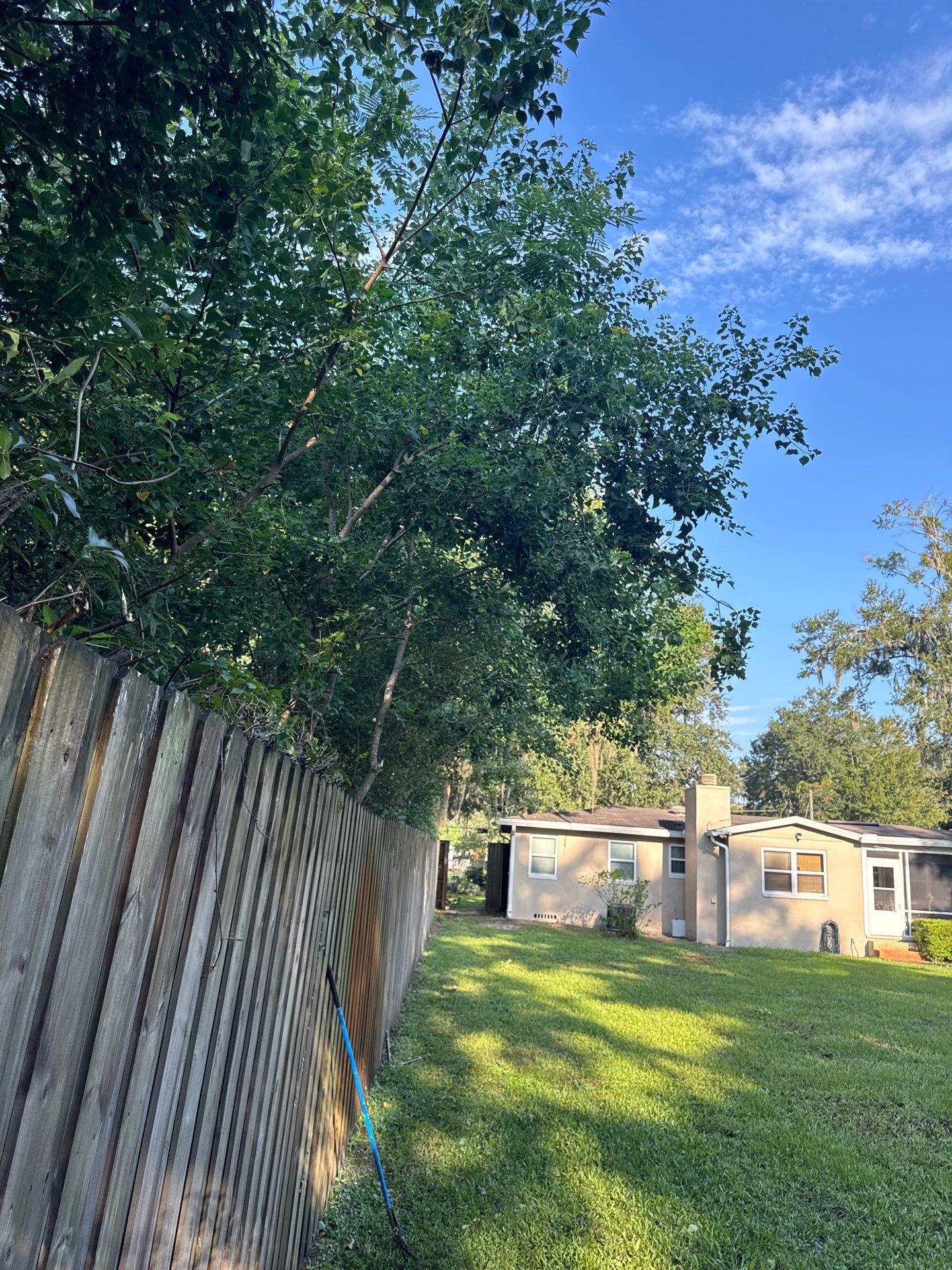 Residential | Tree Trimming  by ProGreen Services