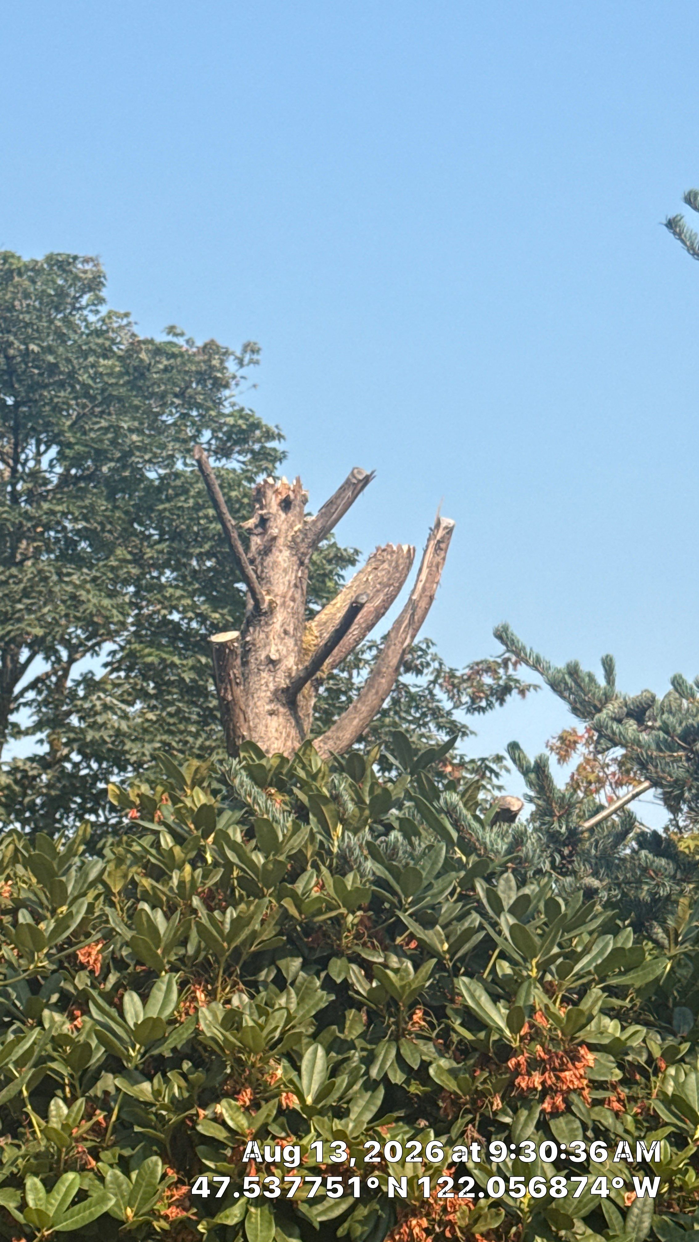 Habitat Snag Creation for Wildlife in Issaquah by Sound Tree Care LLC
