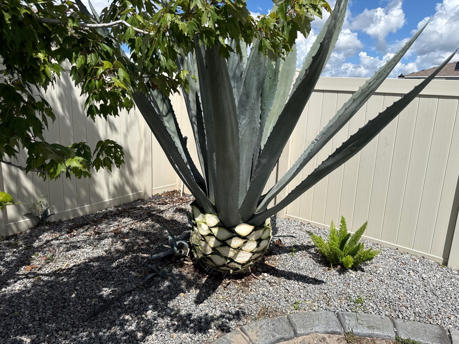  Agave Plants Trimming by 
M.A.B. Landscaping & Property Maintenance