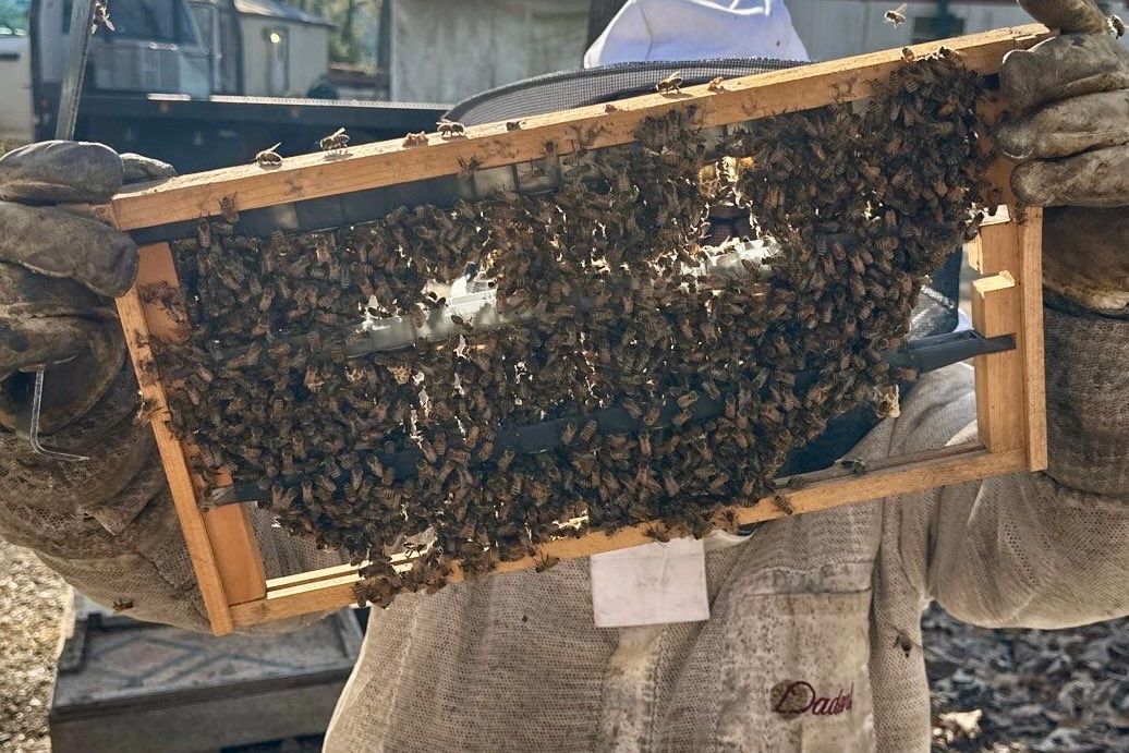 BeeGirl ETX HQ by Rockwall Honey Bee Company