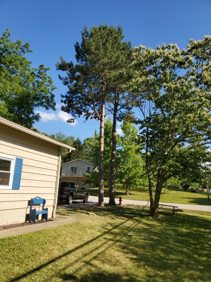 Tree Removal using Tree Removal by Mike Jones & Sons Tree Service LLC 