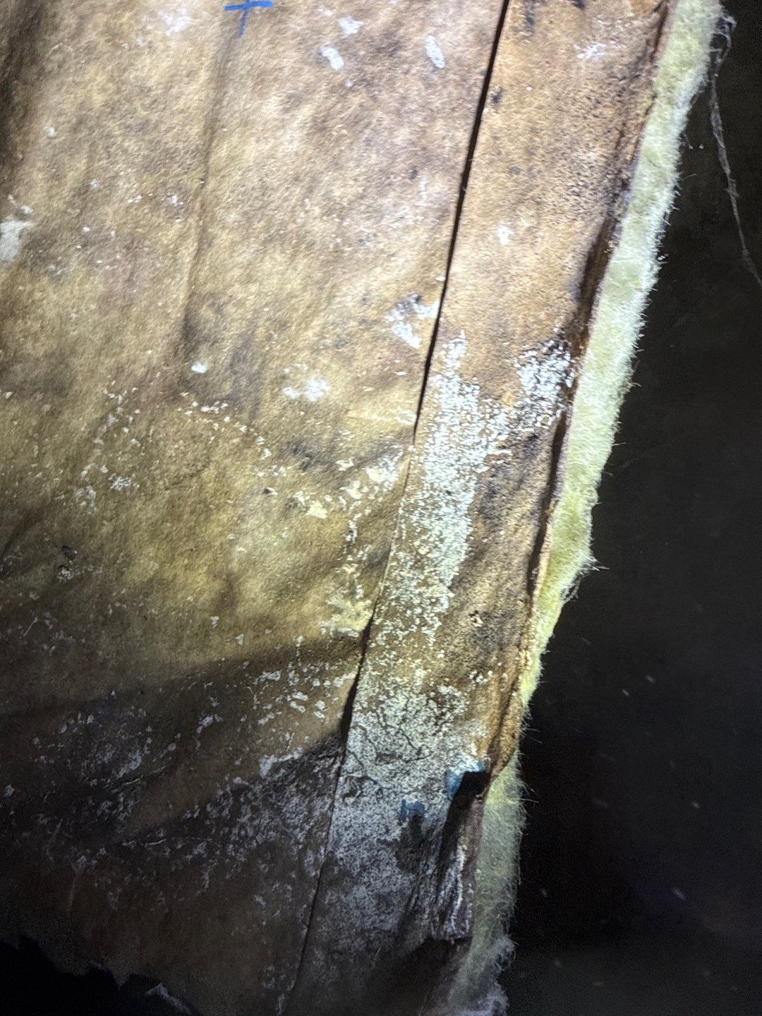 Real Estate Mold Remediation by Healthy Home Solutions