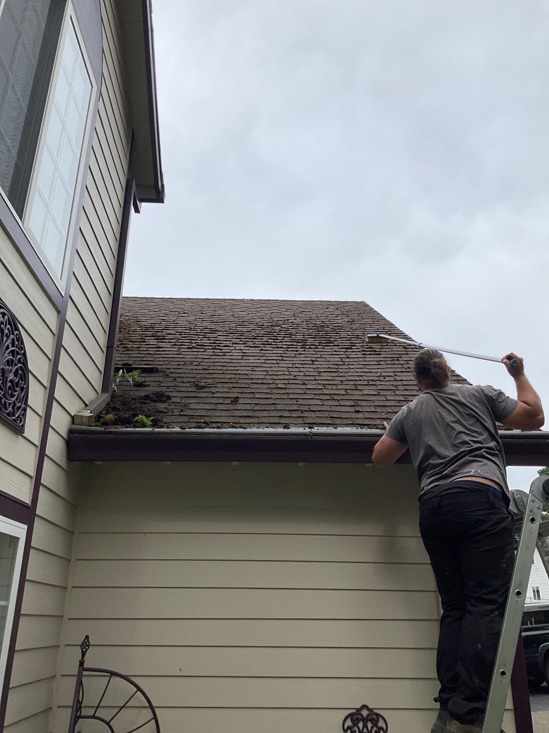 Moss Treatment using Biocide by Willamette Outdoor Wash LLC