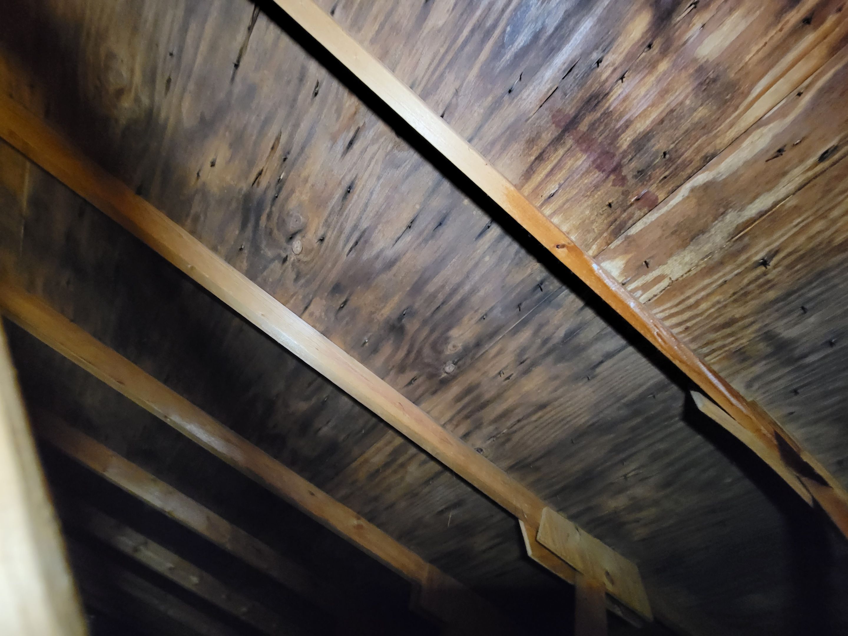 Attic Mold Remediation by Chicagoland Water Medics