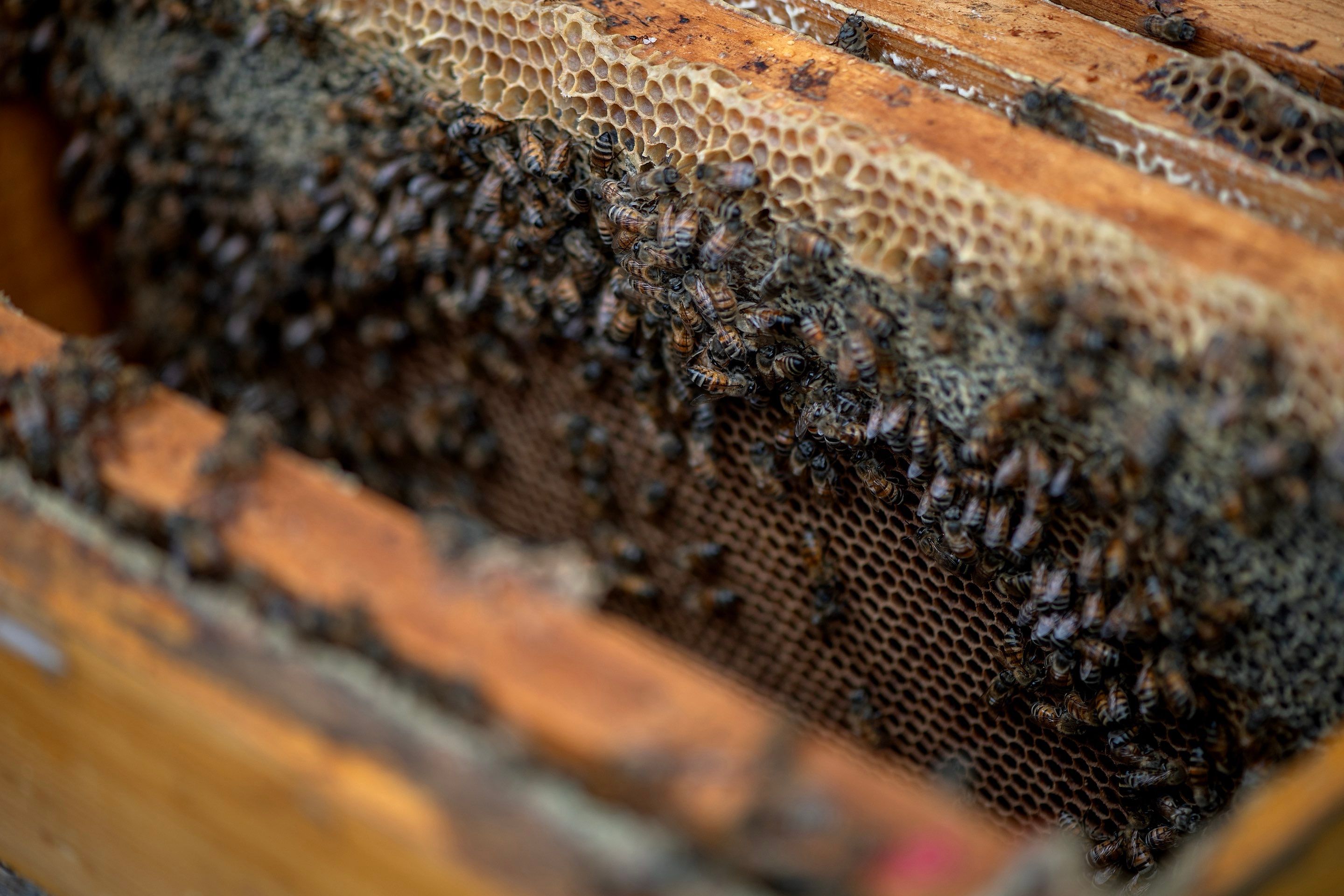 Urban Beekeeping in Dallas by Rockwall Honey Bee Company