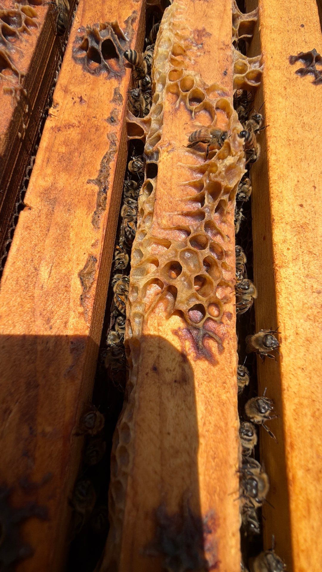 Bees at the Bank! by Rockwall Honey Bee Company