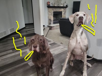 Puff-Pupps