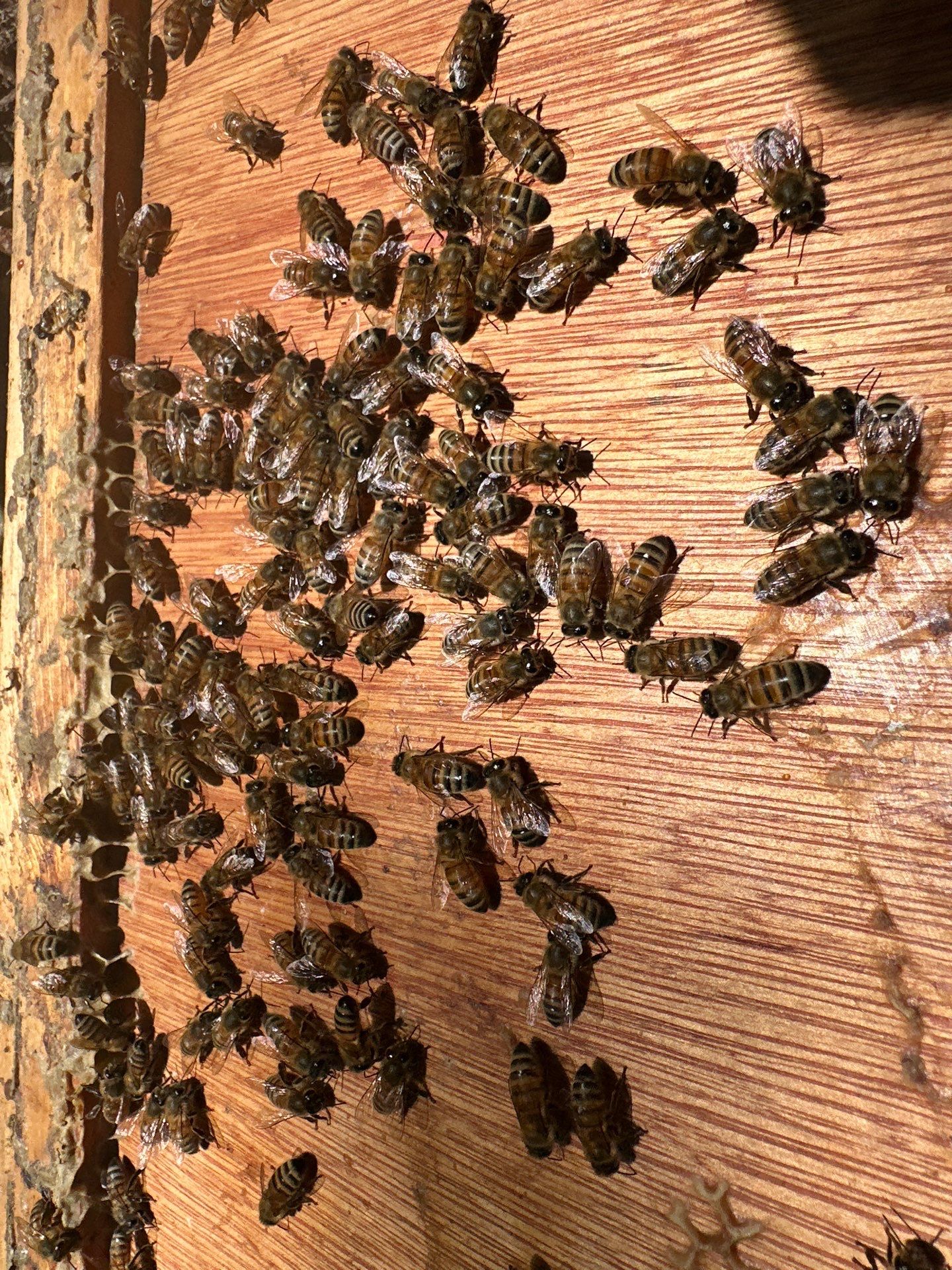 Urban Bees in North Dallas by Rockwall Honey Bee Company