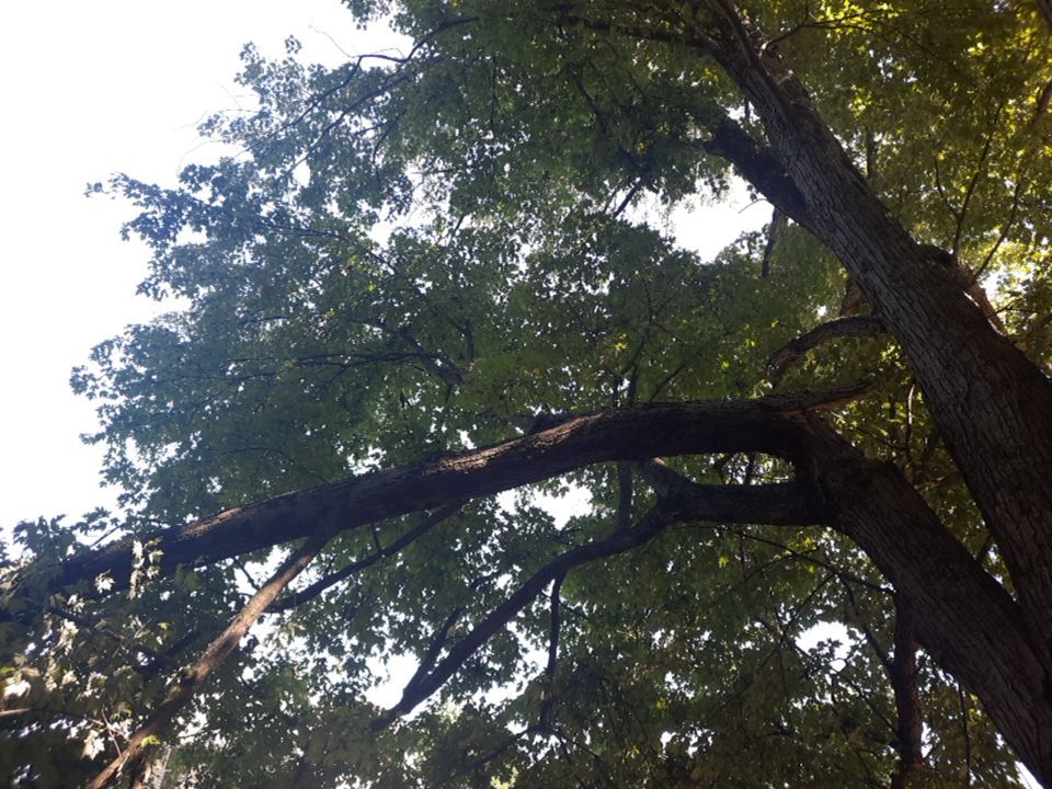 Storm Damaged Tree Removal  using Tree Removal by Mike Jones & Sons Tree Service LLC 