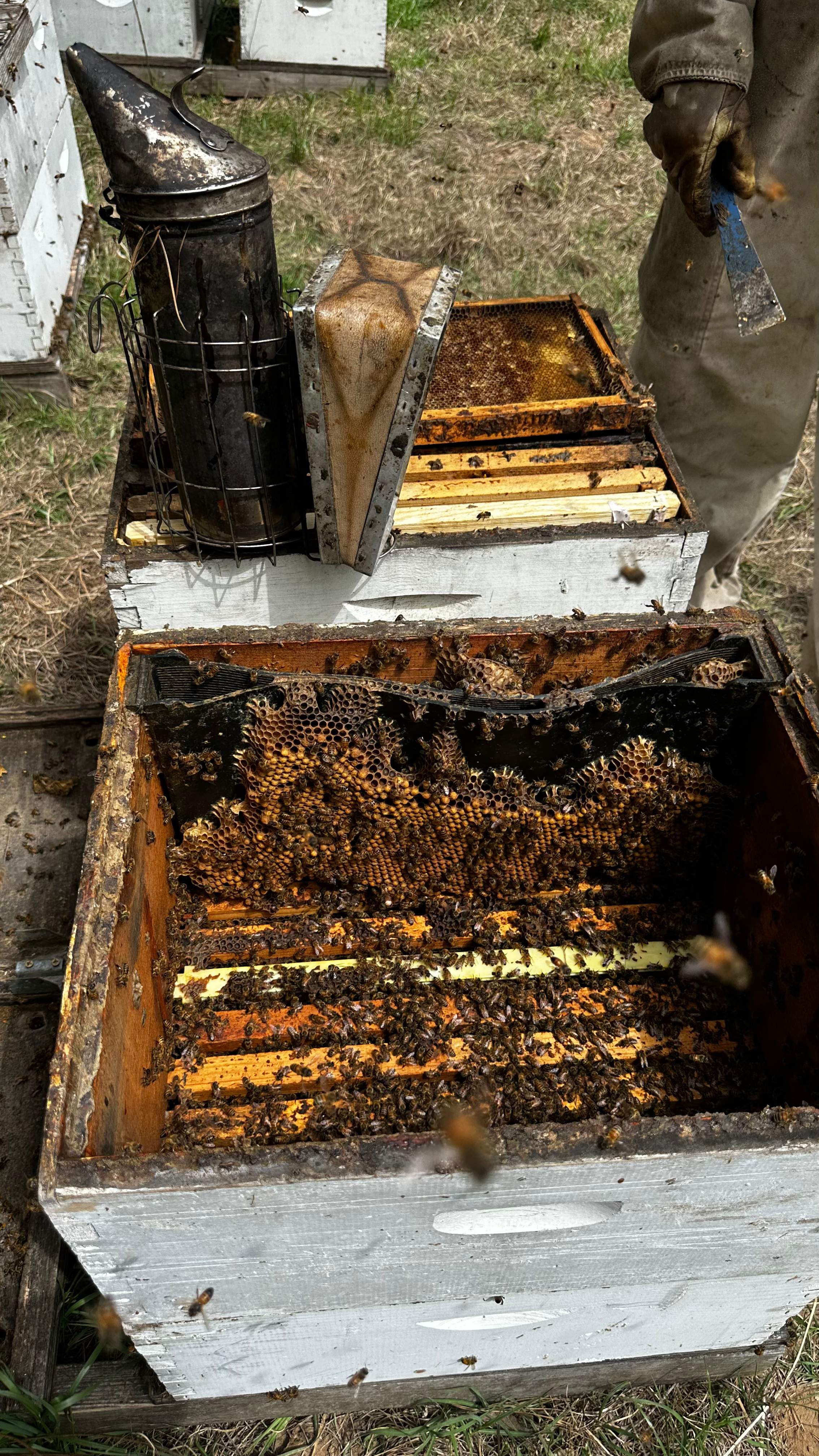 BeeGirl ETX HQ by Rockwall Honey Bee Company