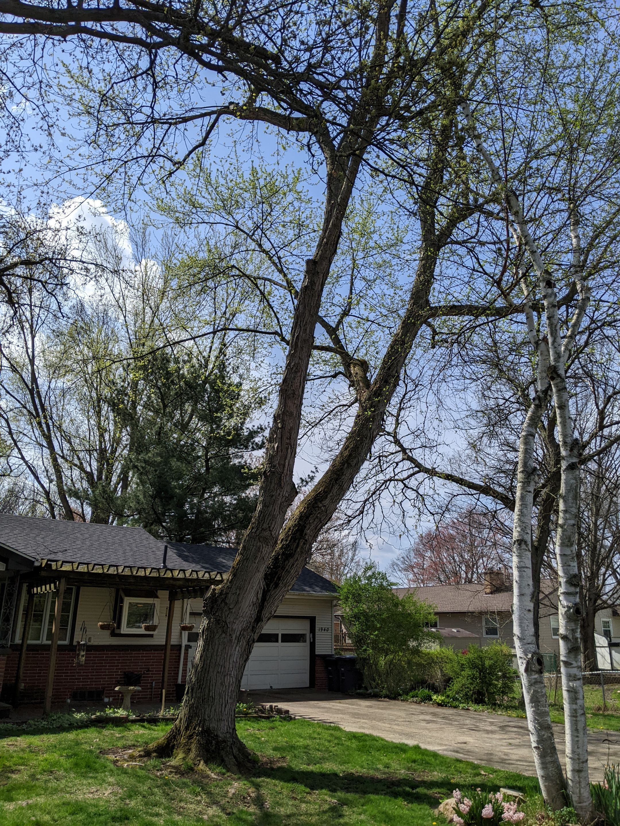 Tree Removal using Tree Removal by Mike Jones & Sons Tree Service LLC 