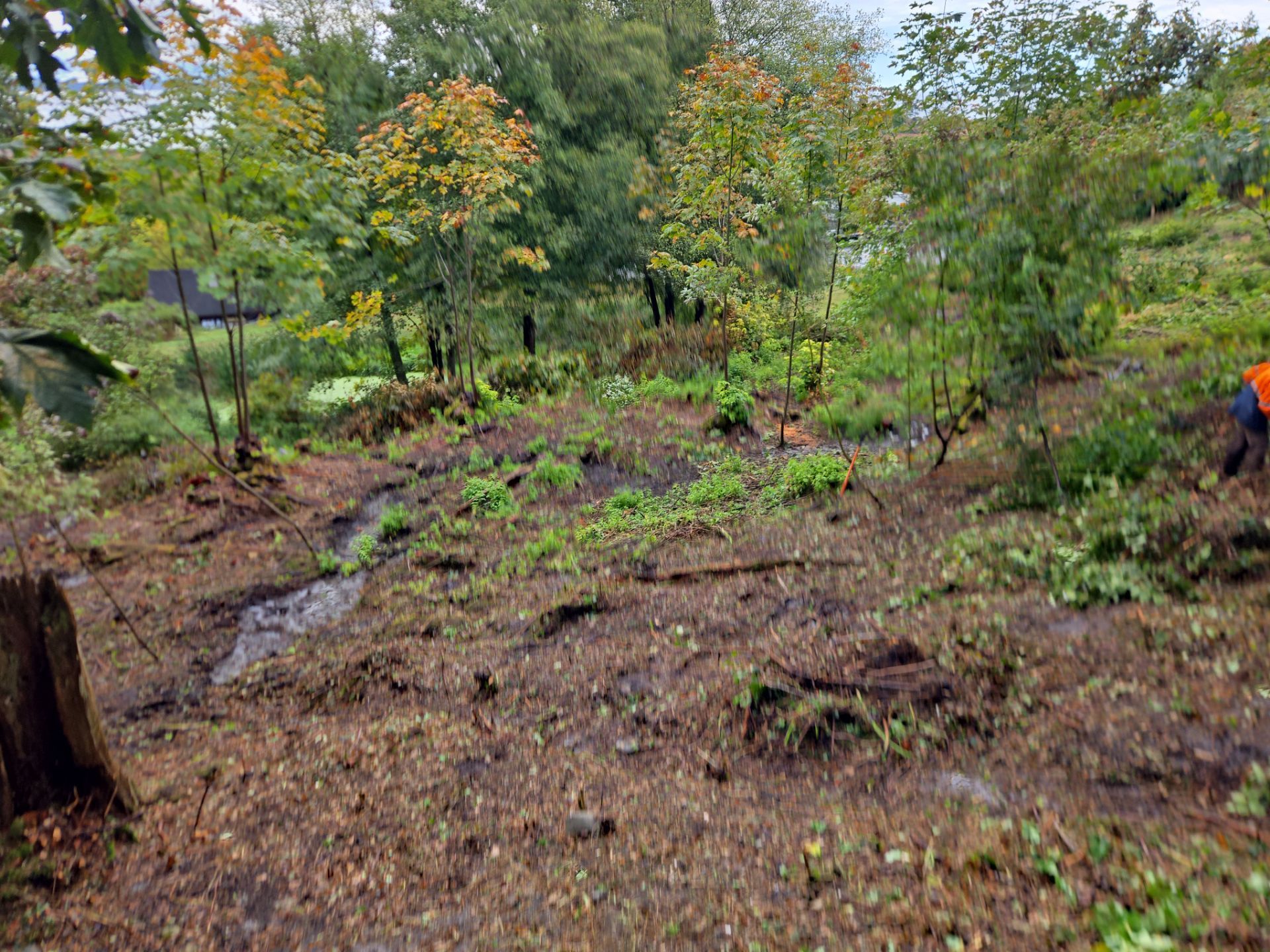 Island View - Ecological Restoration & Stewardship by Habanero Landscape Solutions