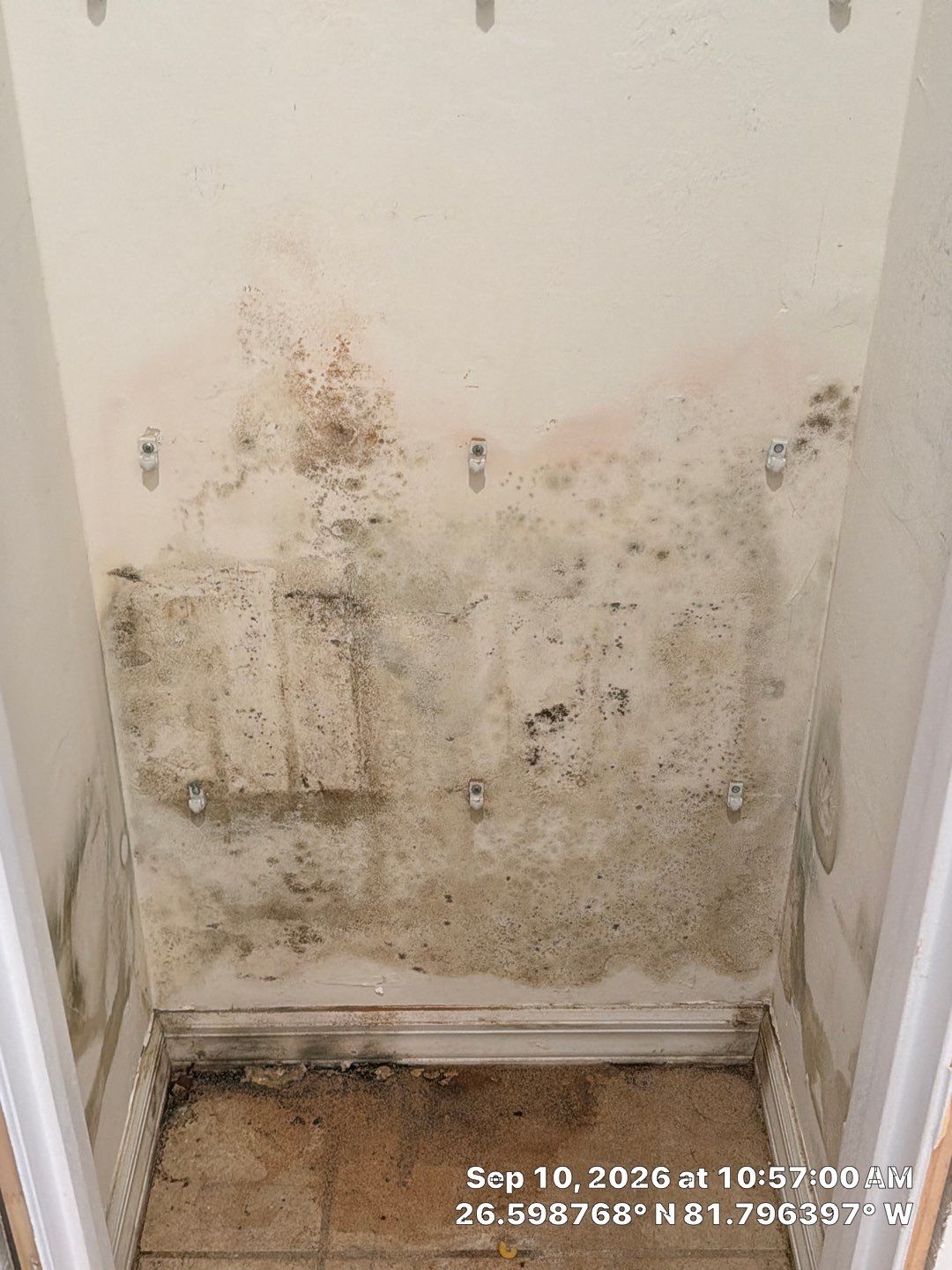 Fort Myers Water Damage Restoration and Professional Mold Remediation by Microscope